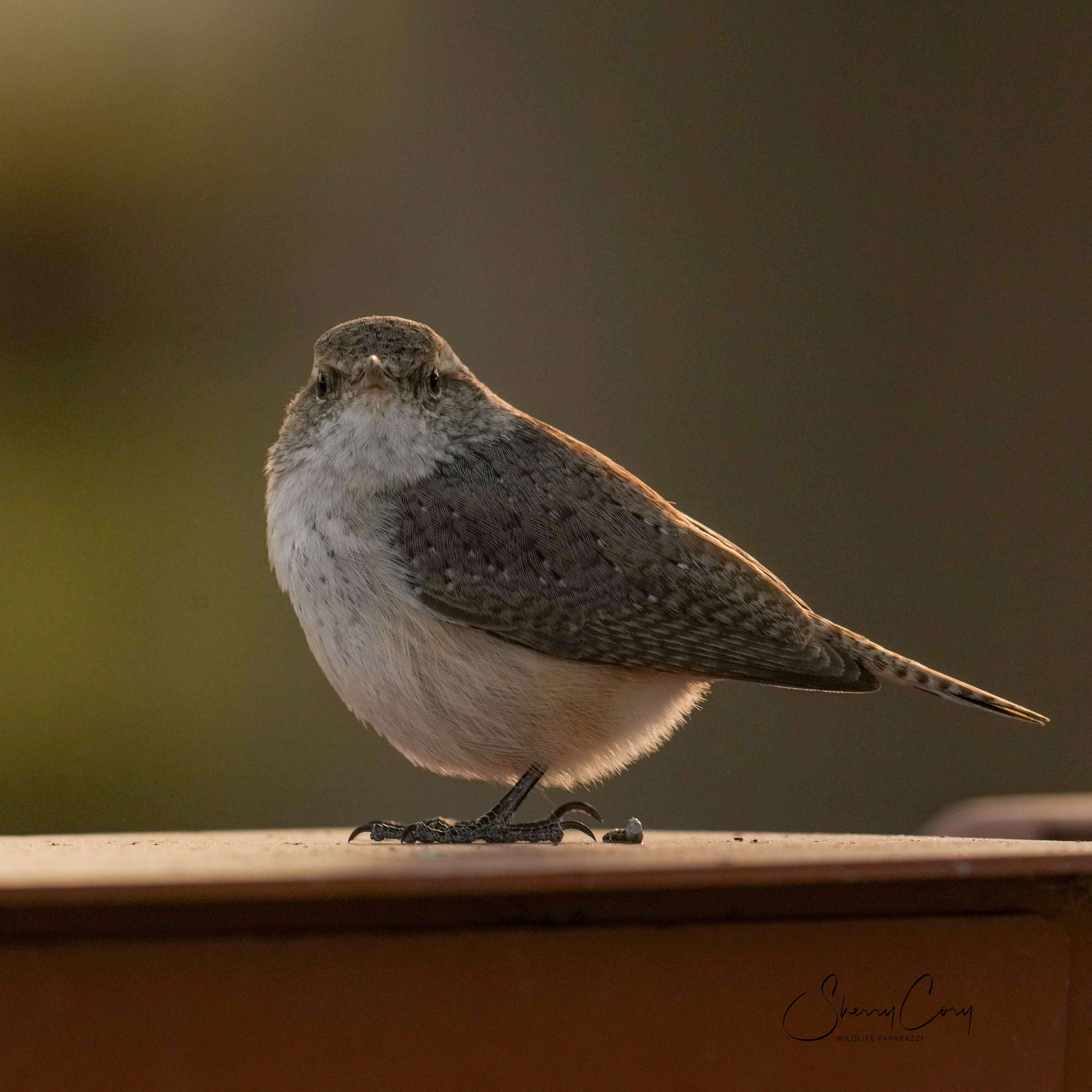 Rock wren (Salpinctes obsoletus)