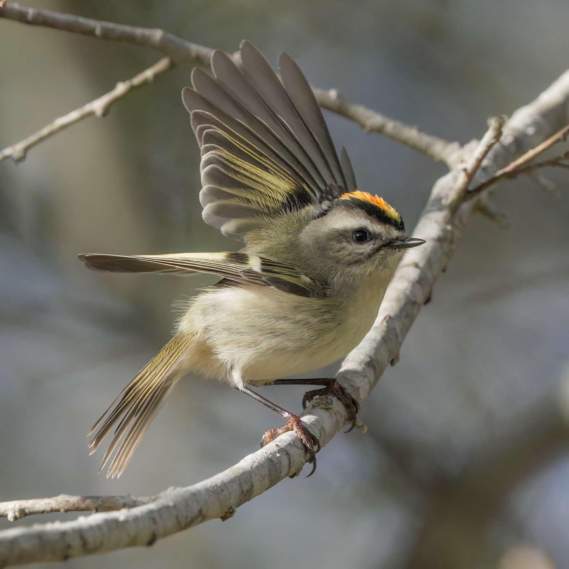 Golden Crowned(Regulus satrapa)