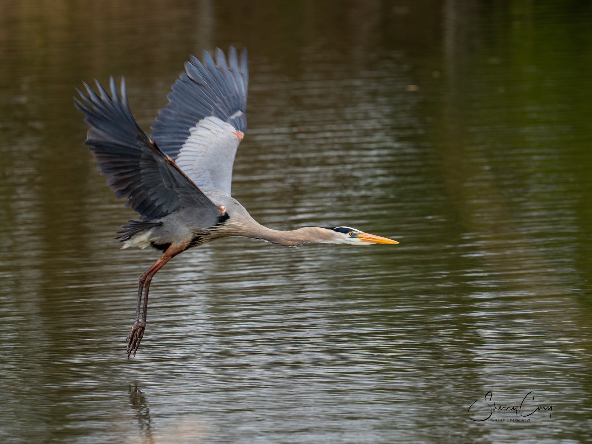 Great Blue Heron