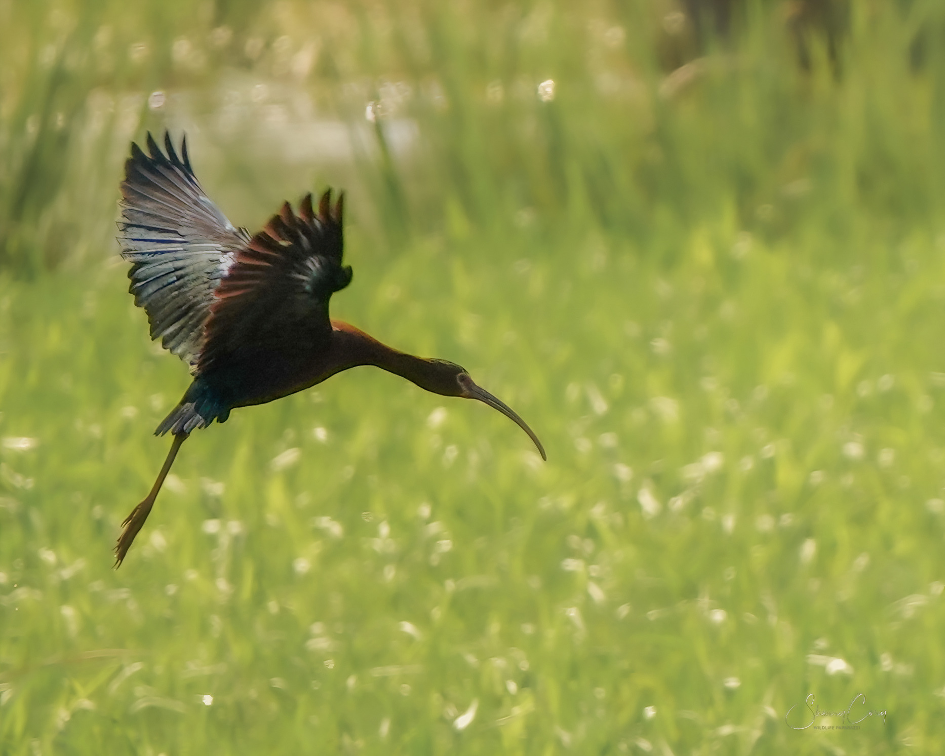 Glossy Ibis (Plegadis falcinellus)