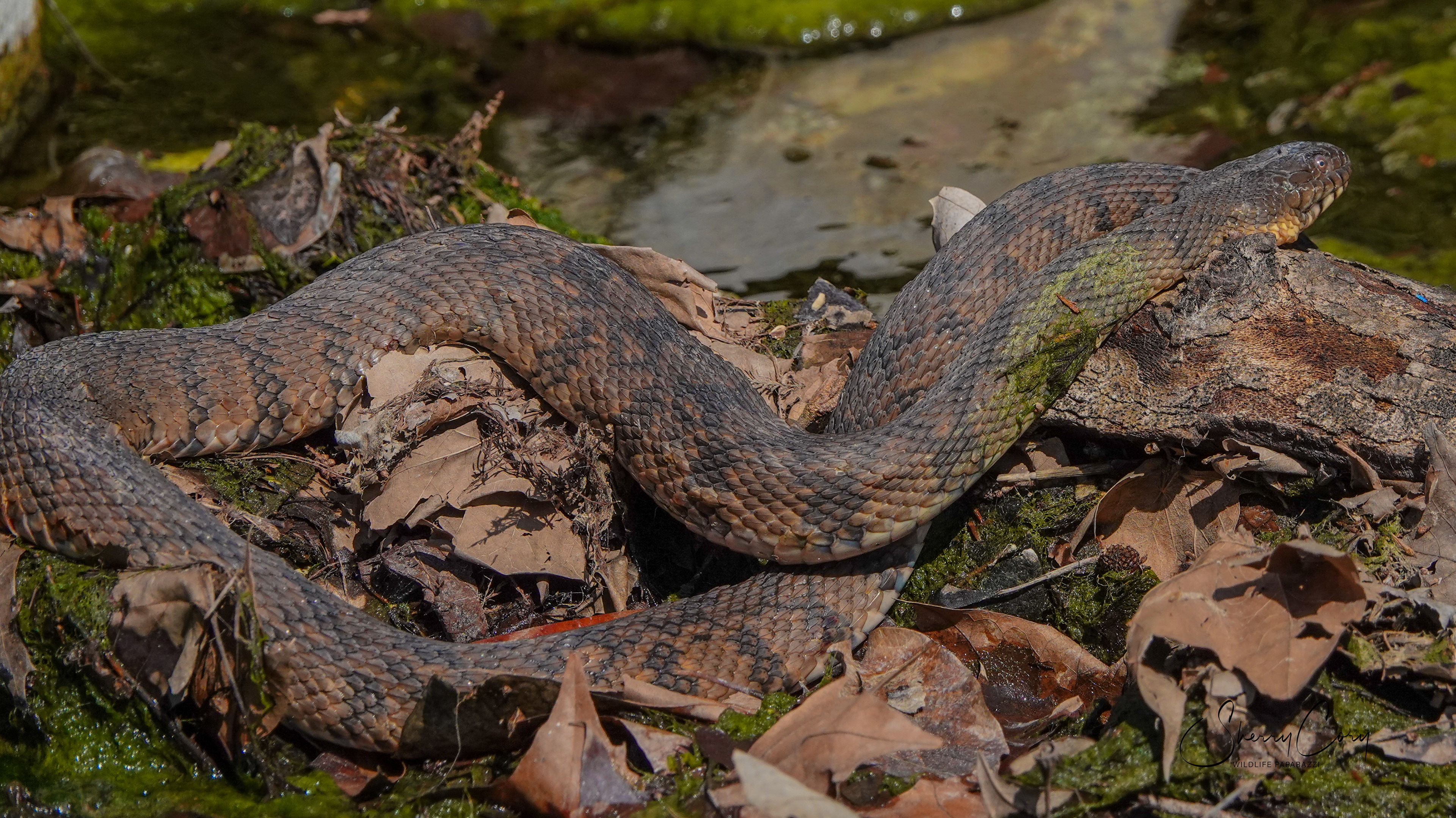 Diamondback Water Snake (NV)