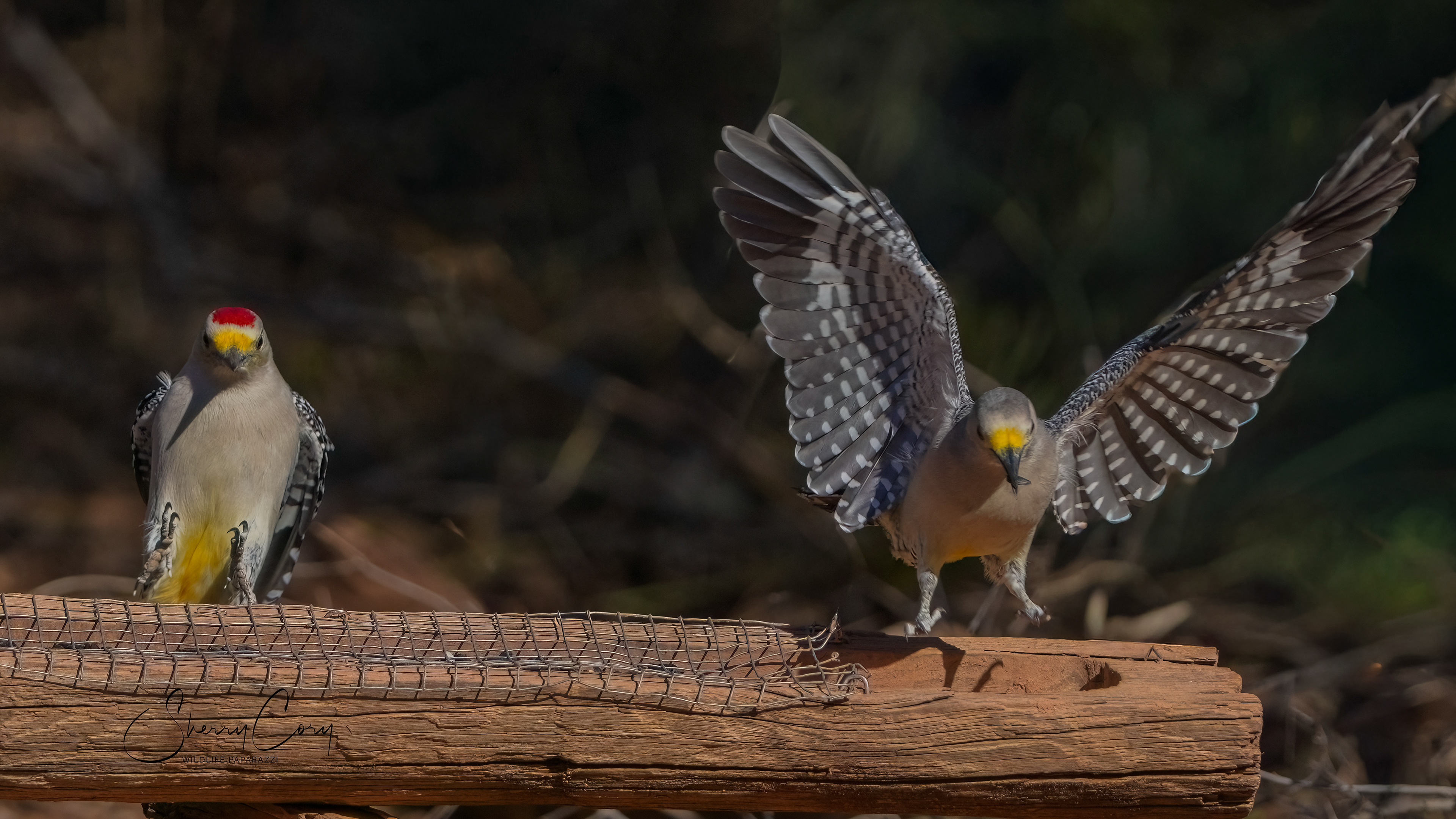 Golden Fronted Woodpecker (Melanerpes aurifrons)