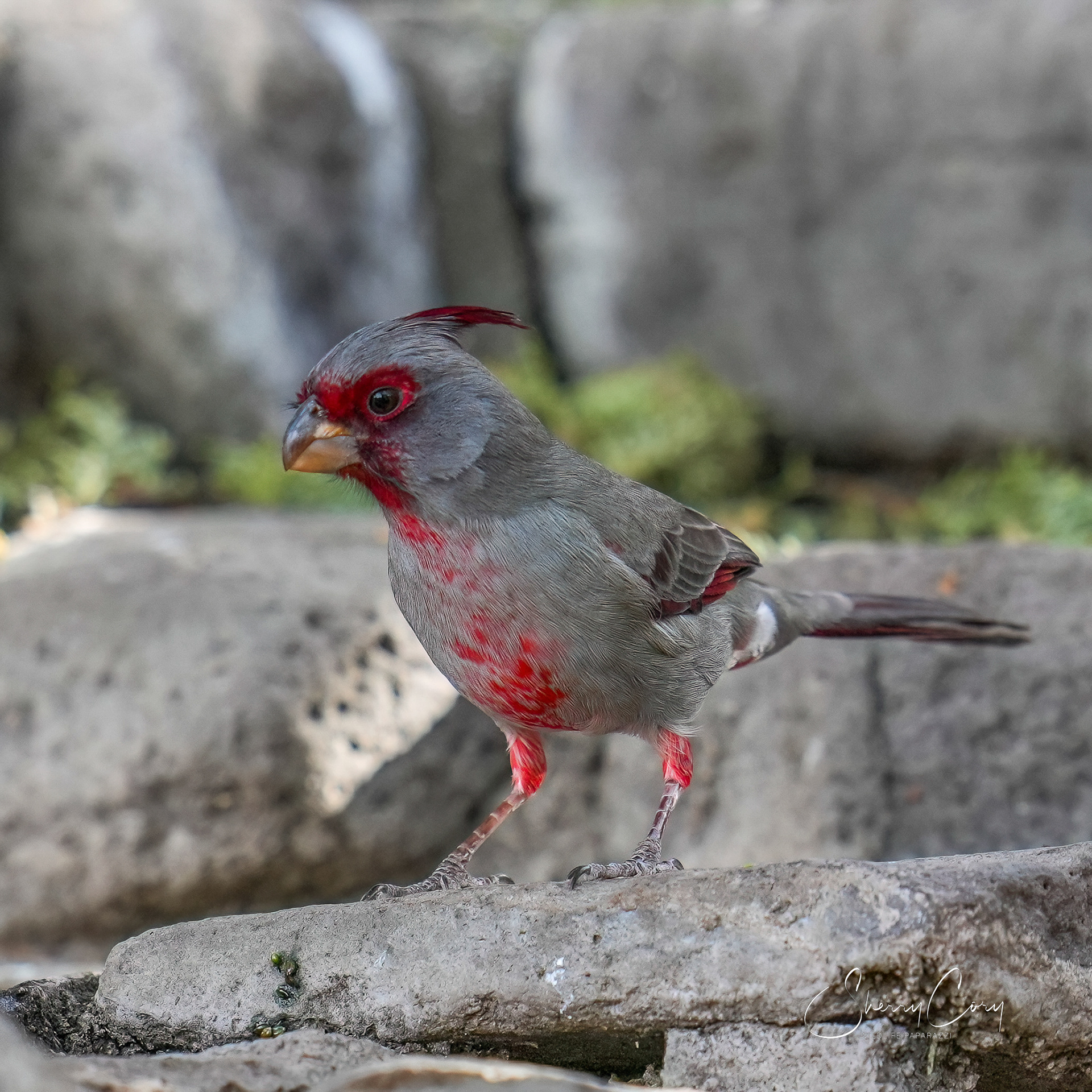 Pyrrhuloxia