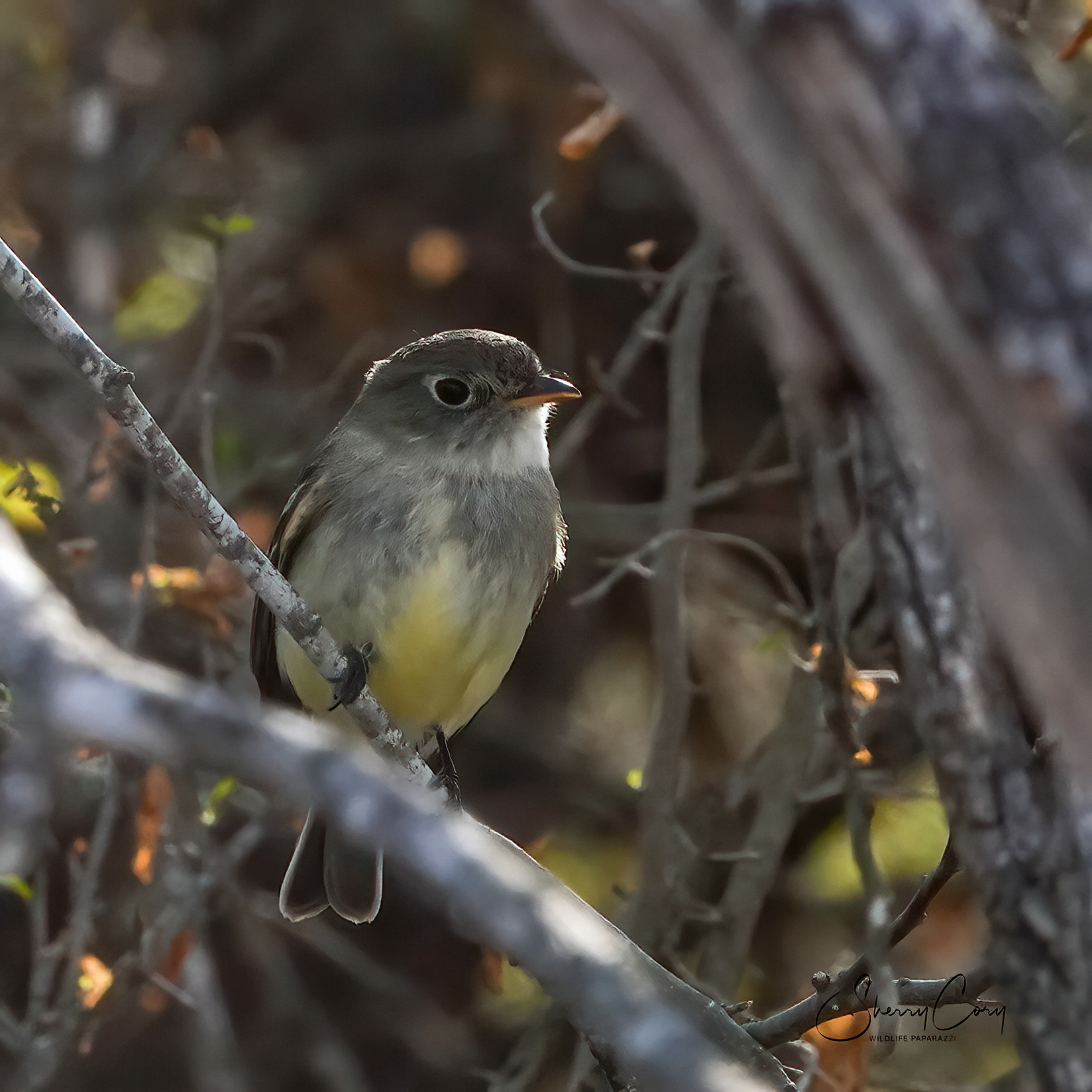 Least Flycatcher (Empidonax minimus)