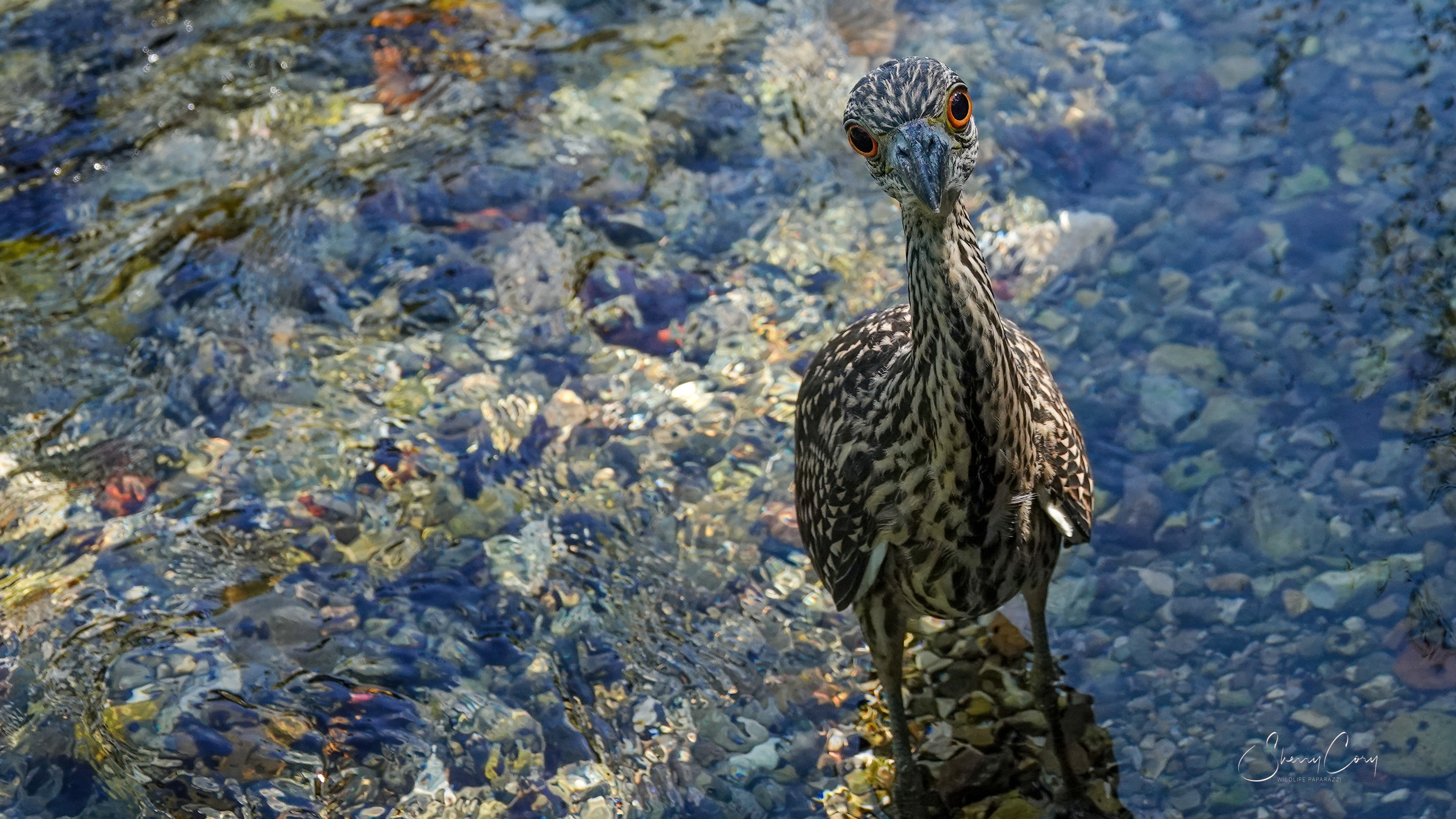 Juvenile Yellow Crowned Night Heron (Nyctanassa violacea)