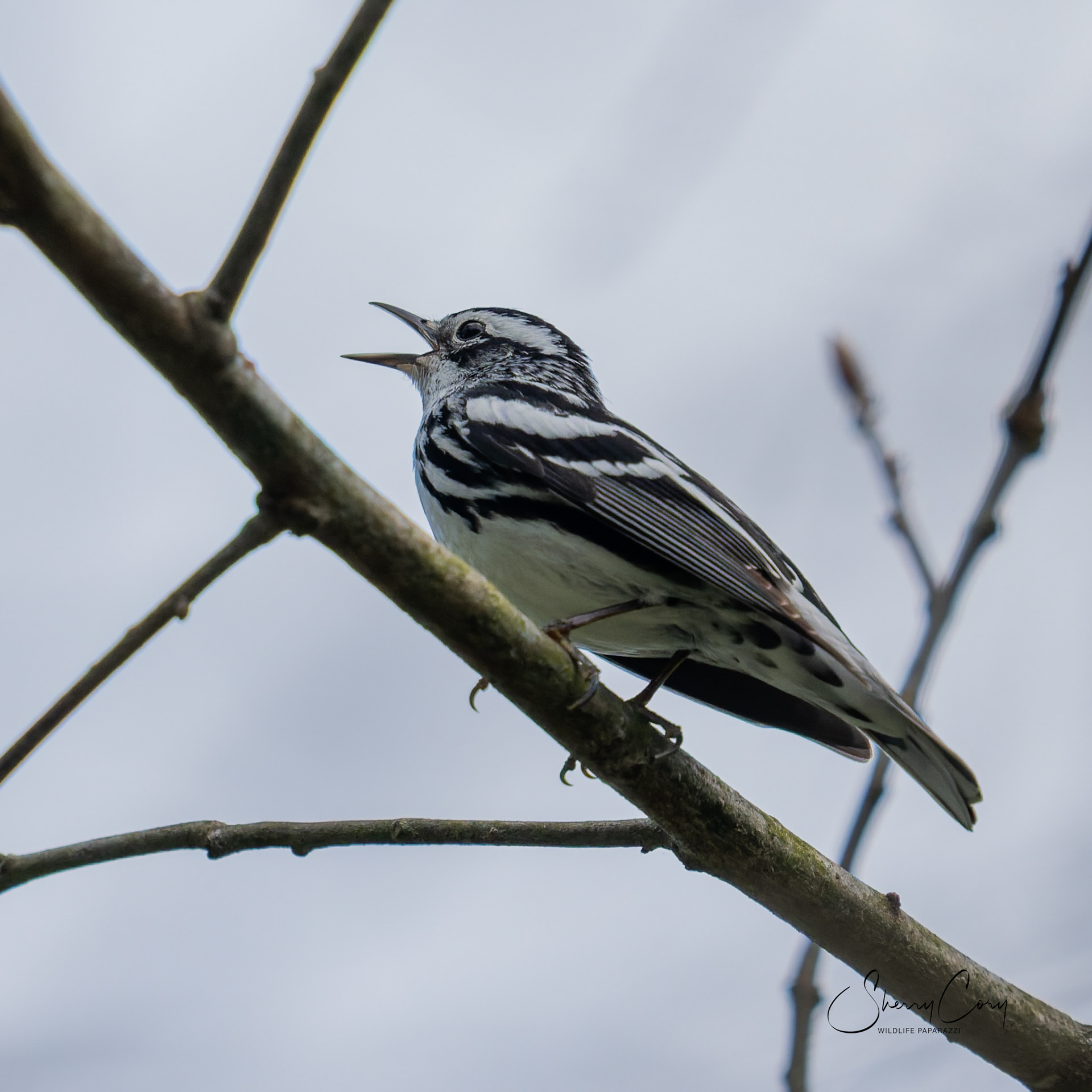 Black and White Warbler