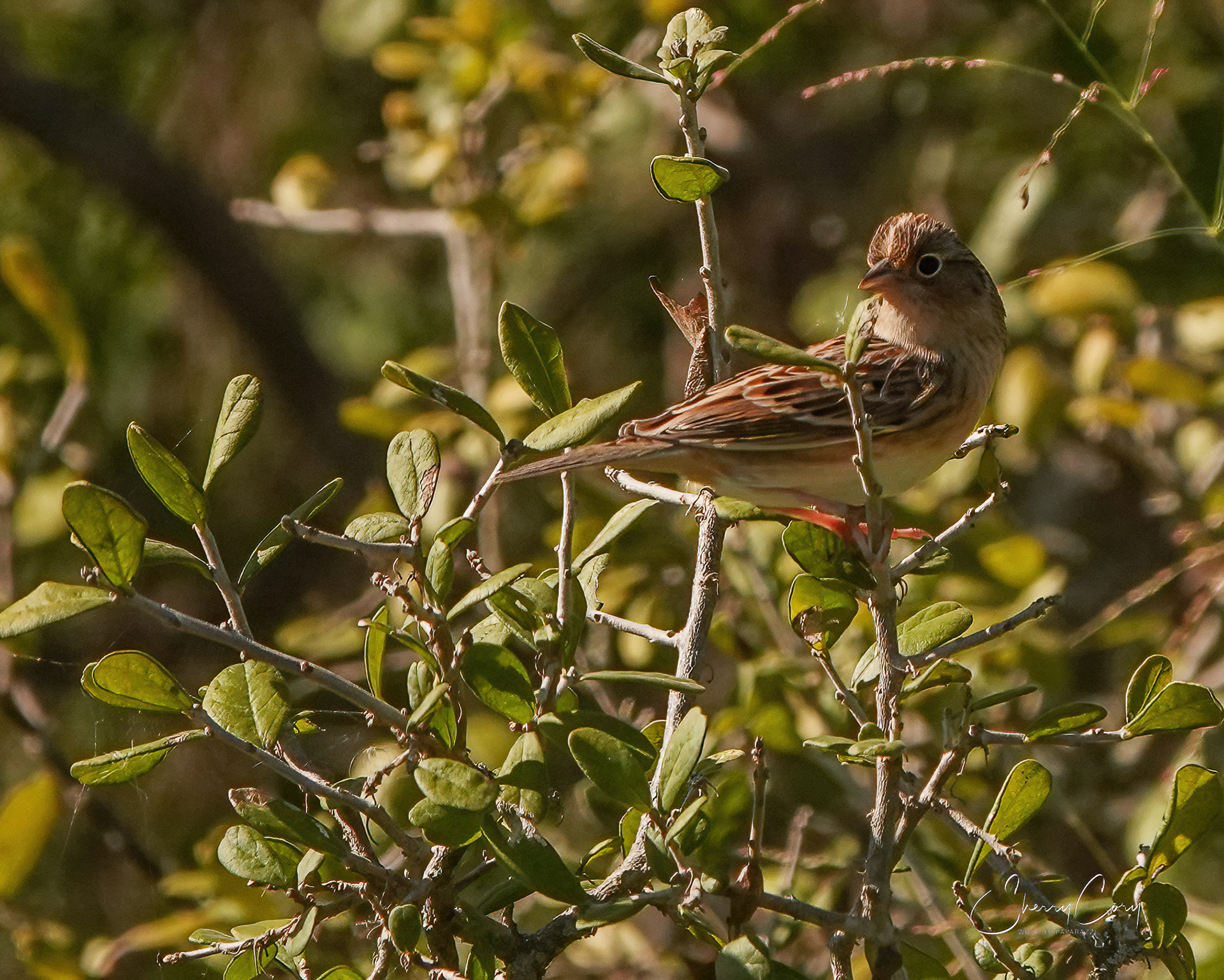Grasshopper Sparrow (Ammodramus savannarum)