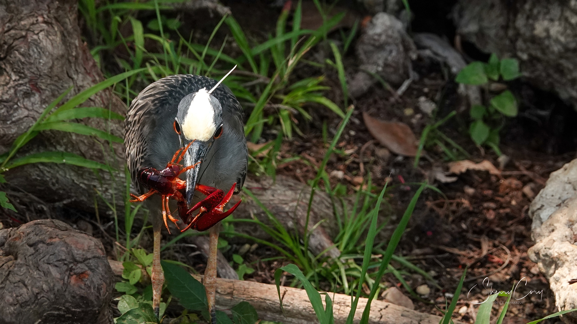 Yellow Crowned Night Heron (Nyctanassa violacea)