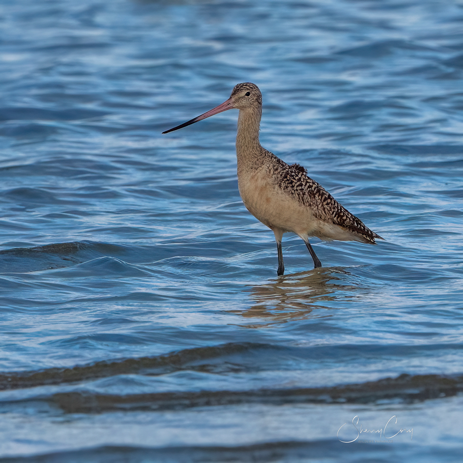 Marbled Godwit