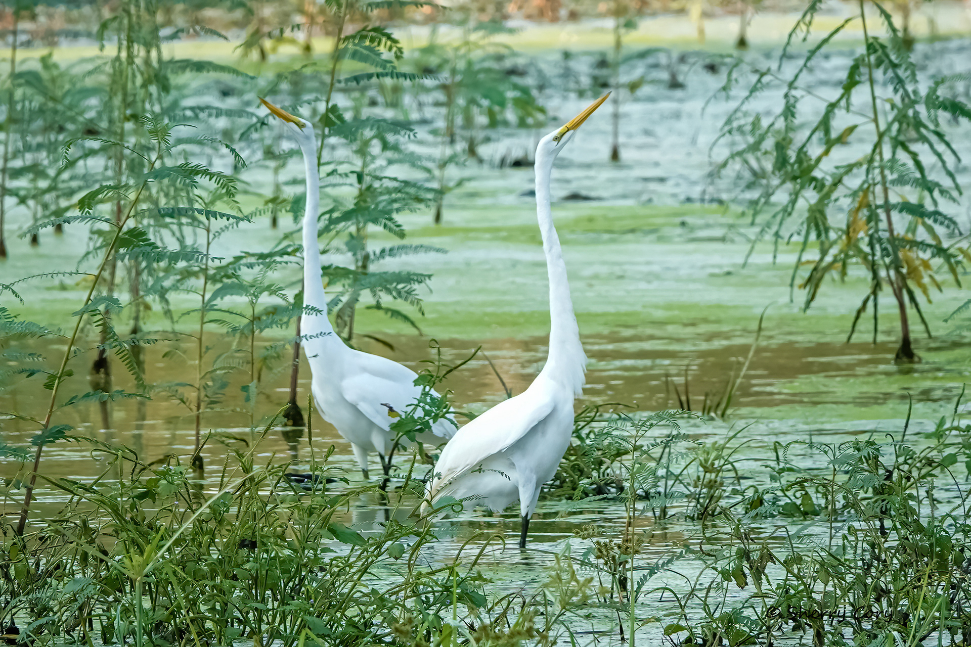 Great Egret (Ardea alba) courtship display