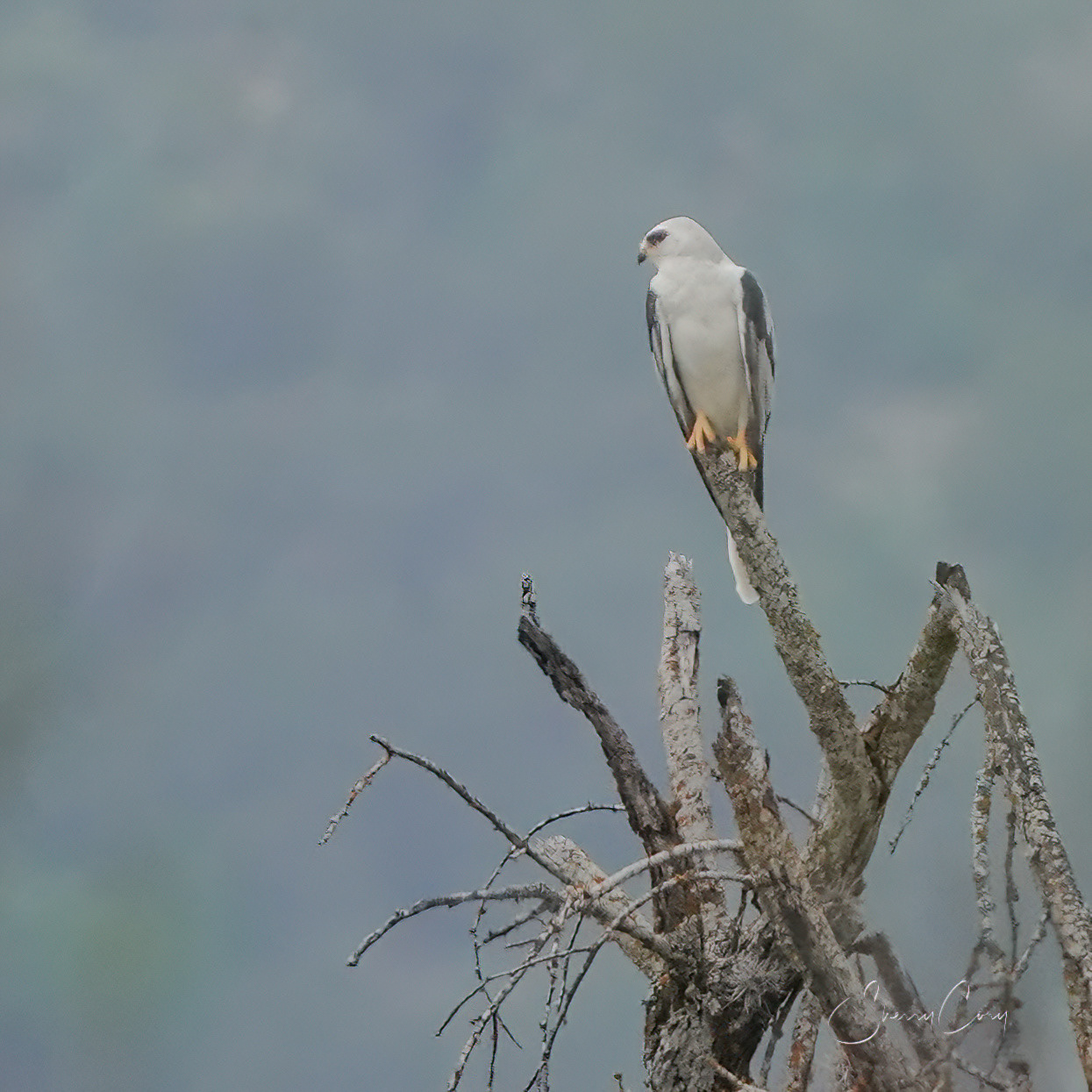 White Tailed Kite (Elanus leucurus)