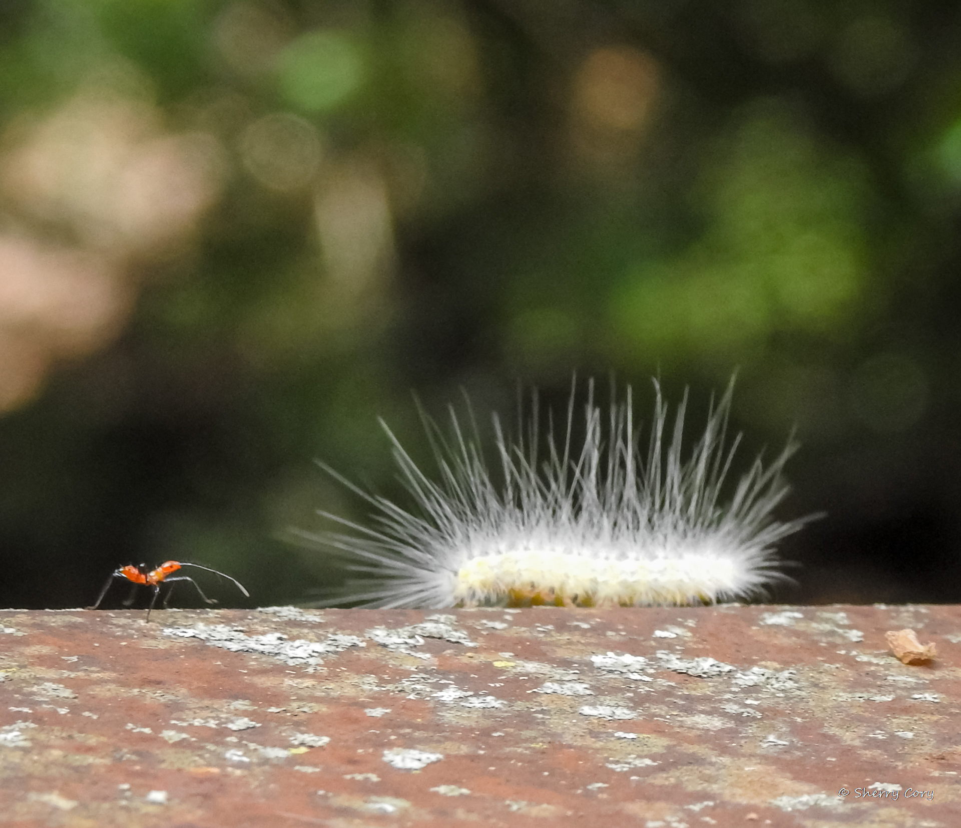 Milkweed Assassin and Laugher Moth