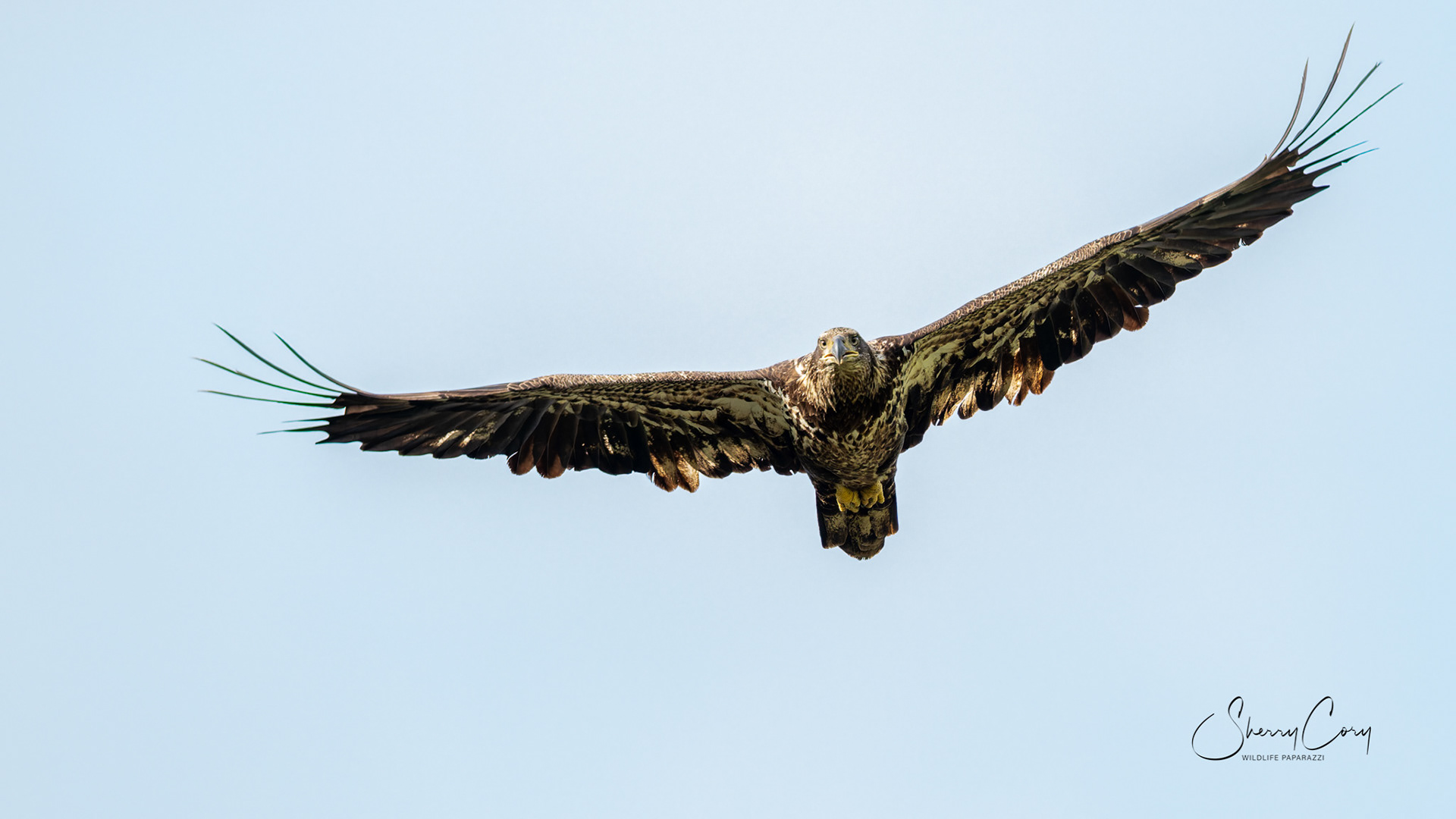 Juvenile  Bald Eagle (Haliaeetus leucocephalus)