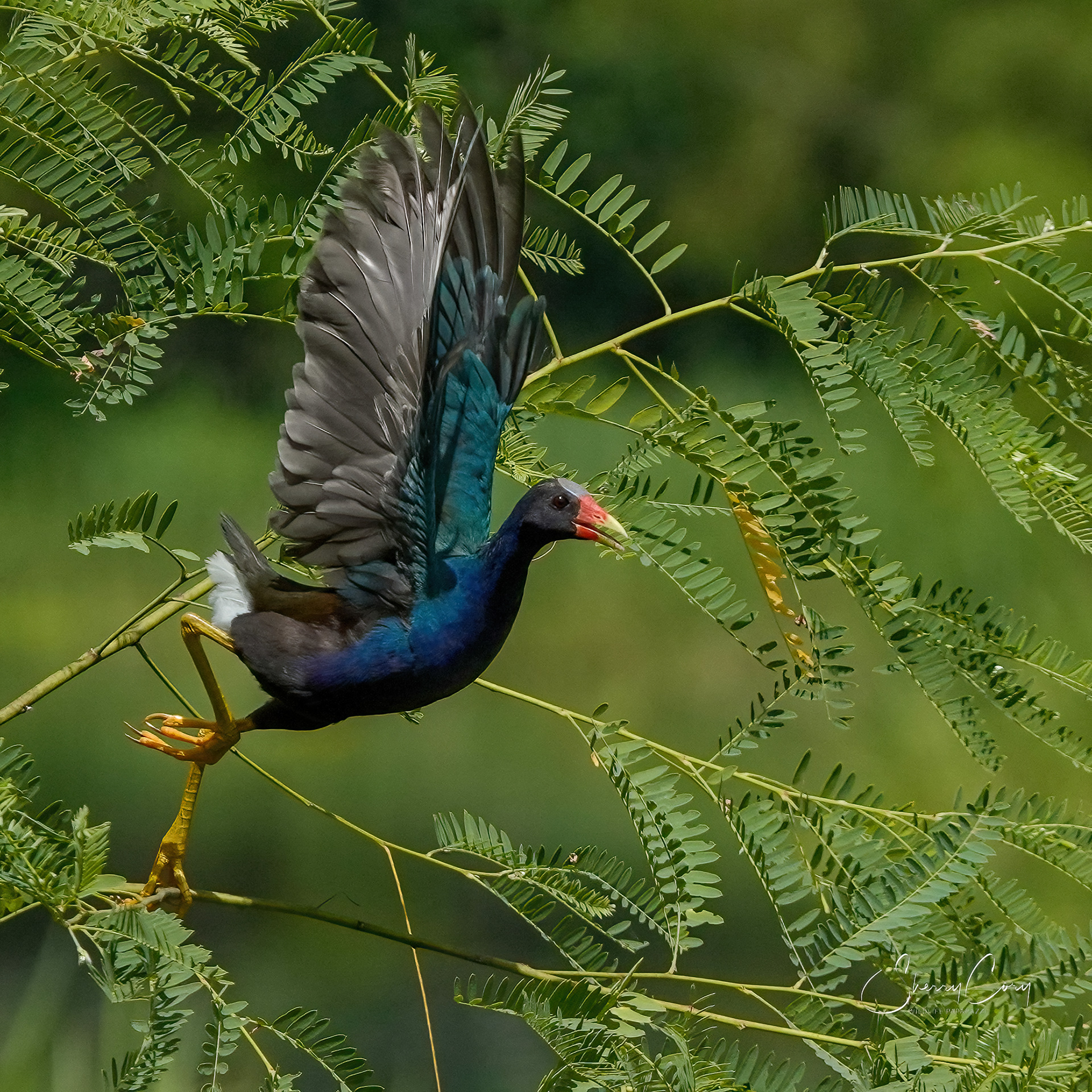 Purple Gallinule (Porphyrio martinicus)