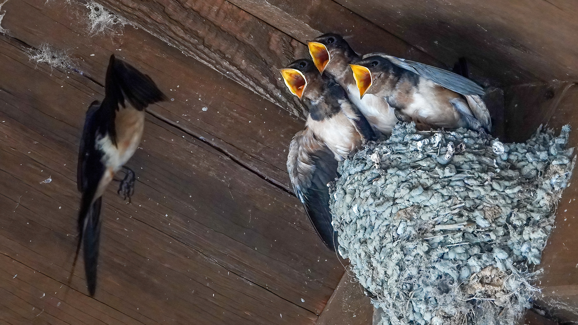 Barn Swallow fledglings (Hirundo rustica)