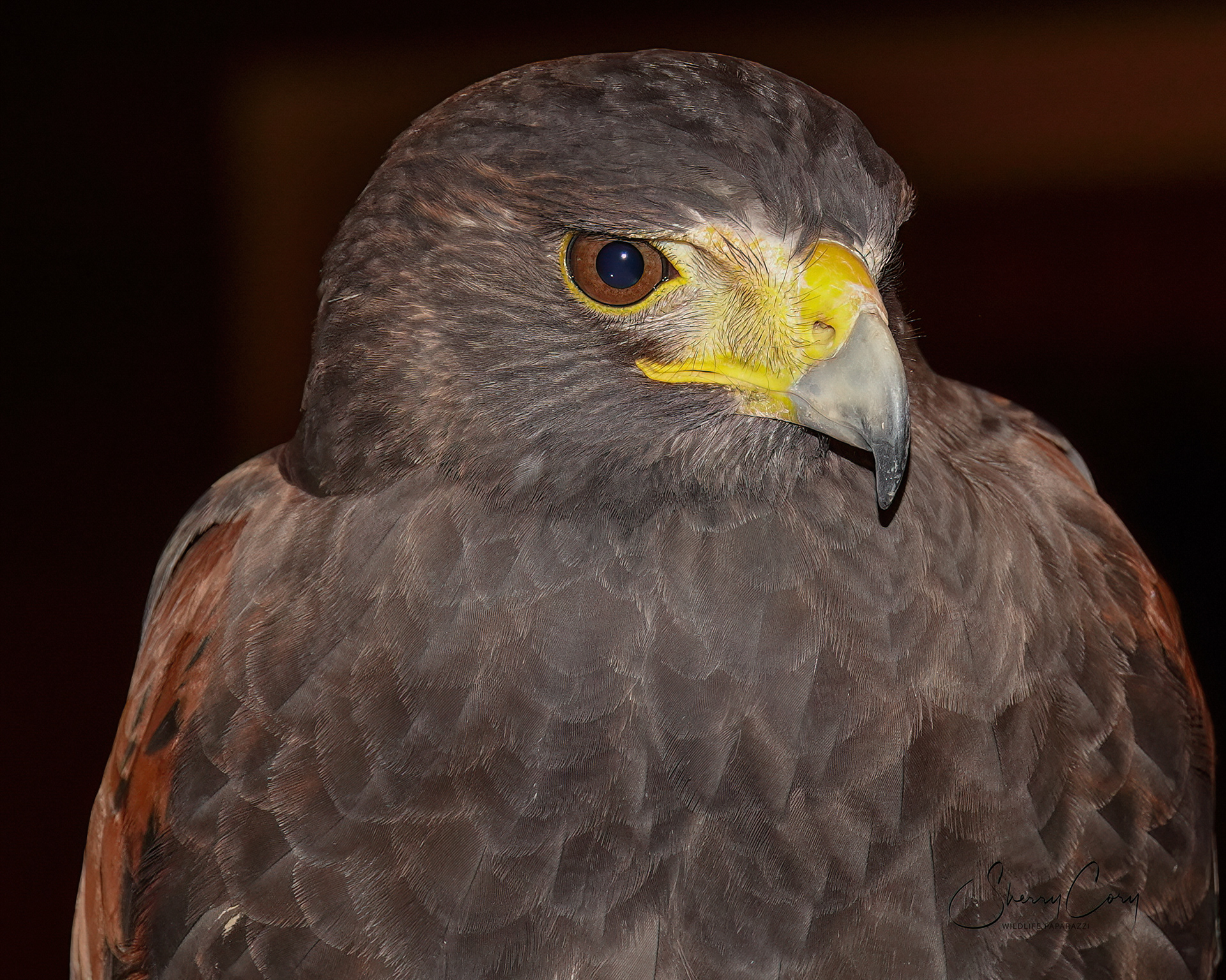 Harris's Hawk