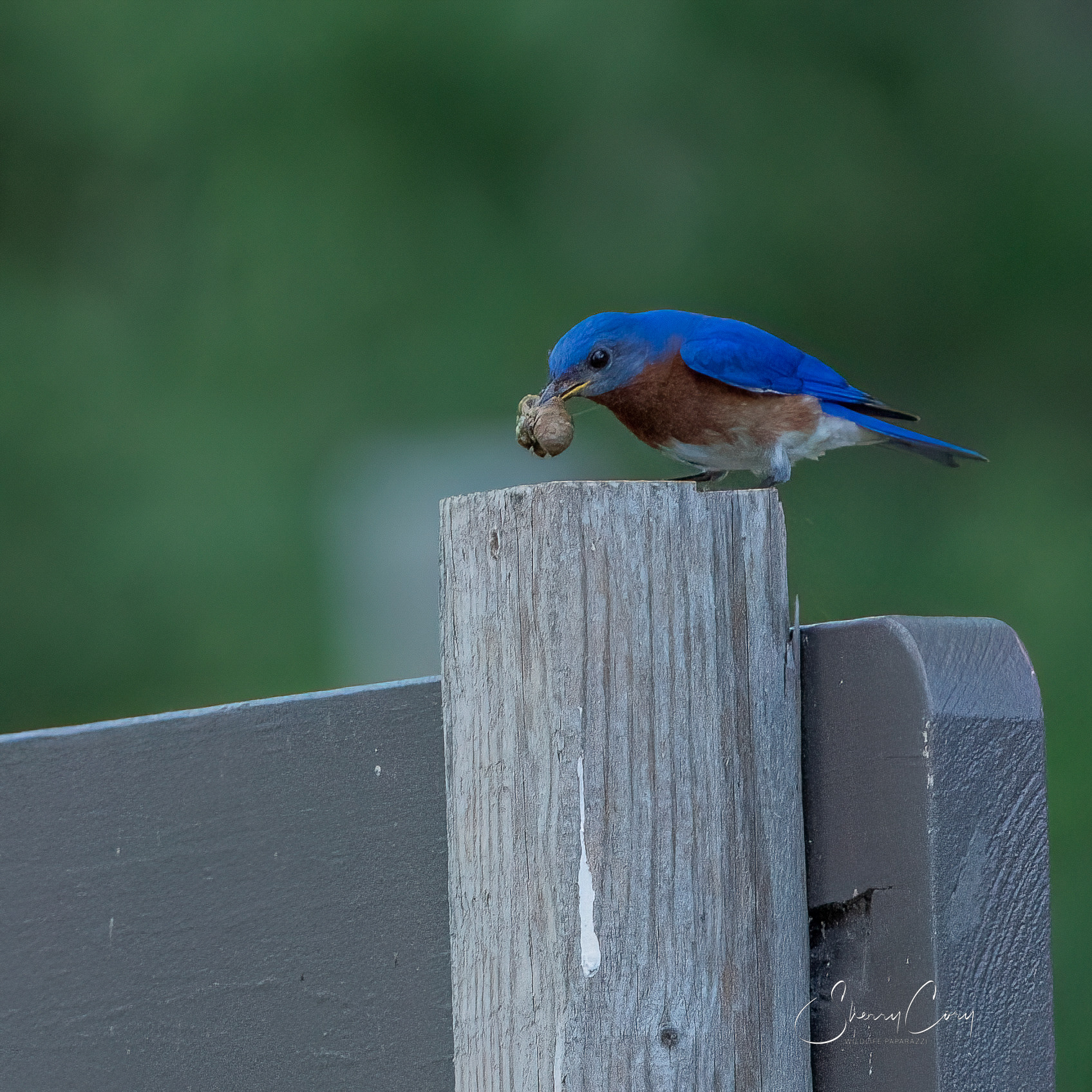 (M) Eastern Bluebird