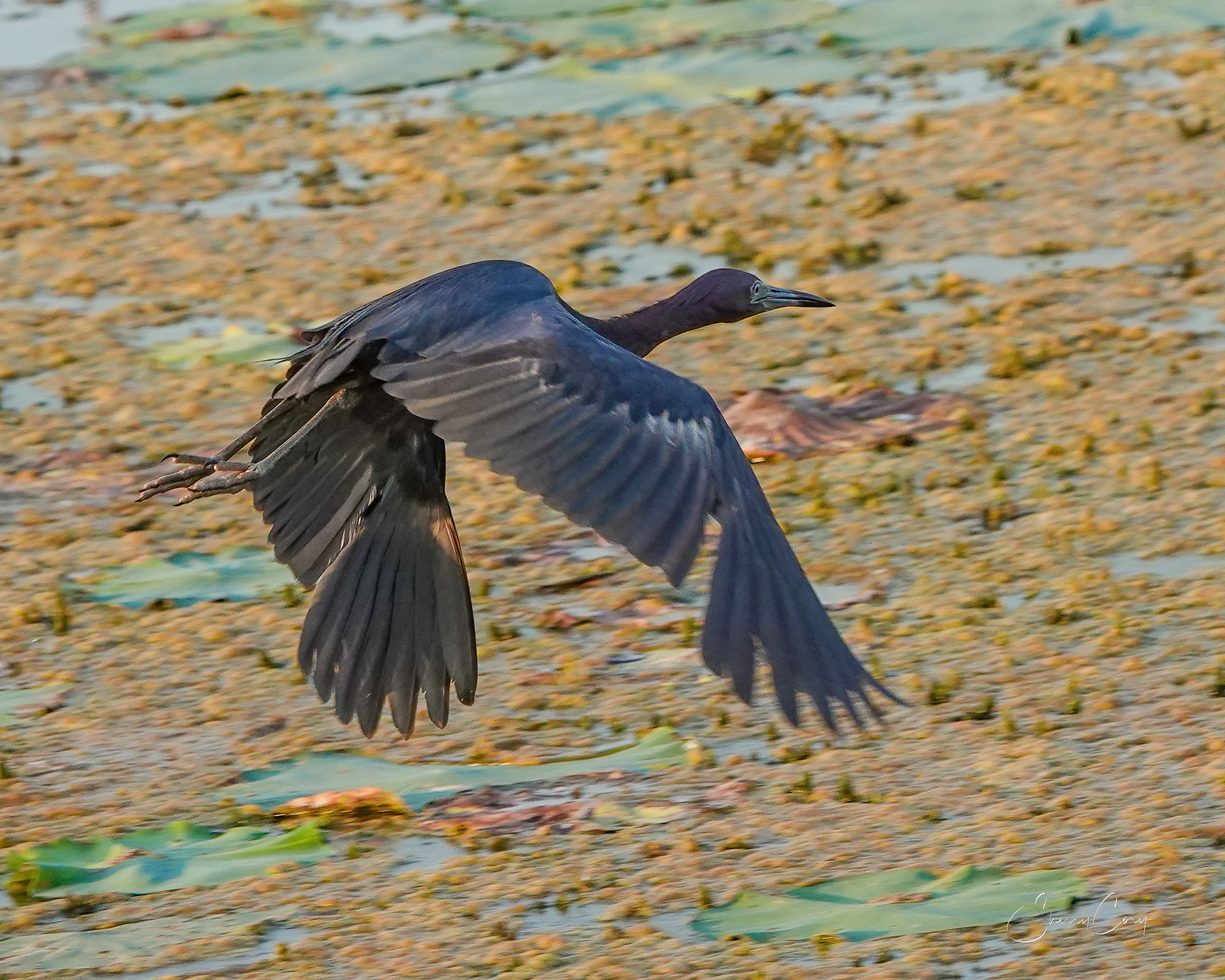 Little Blue Heron (Egretta caerulea)