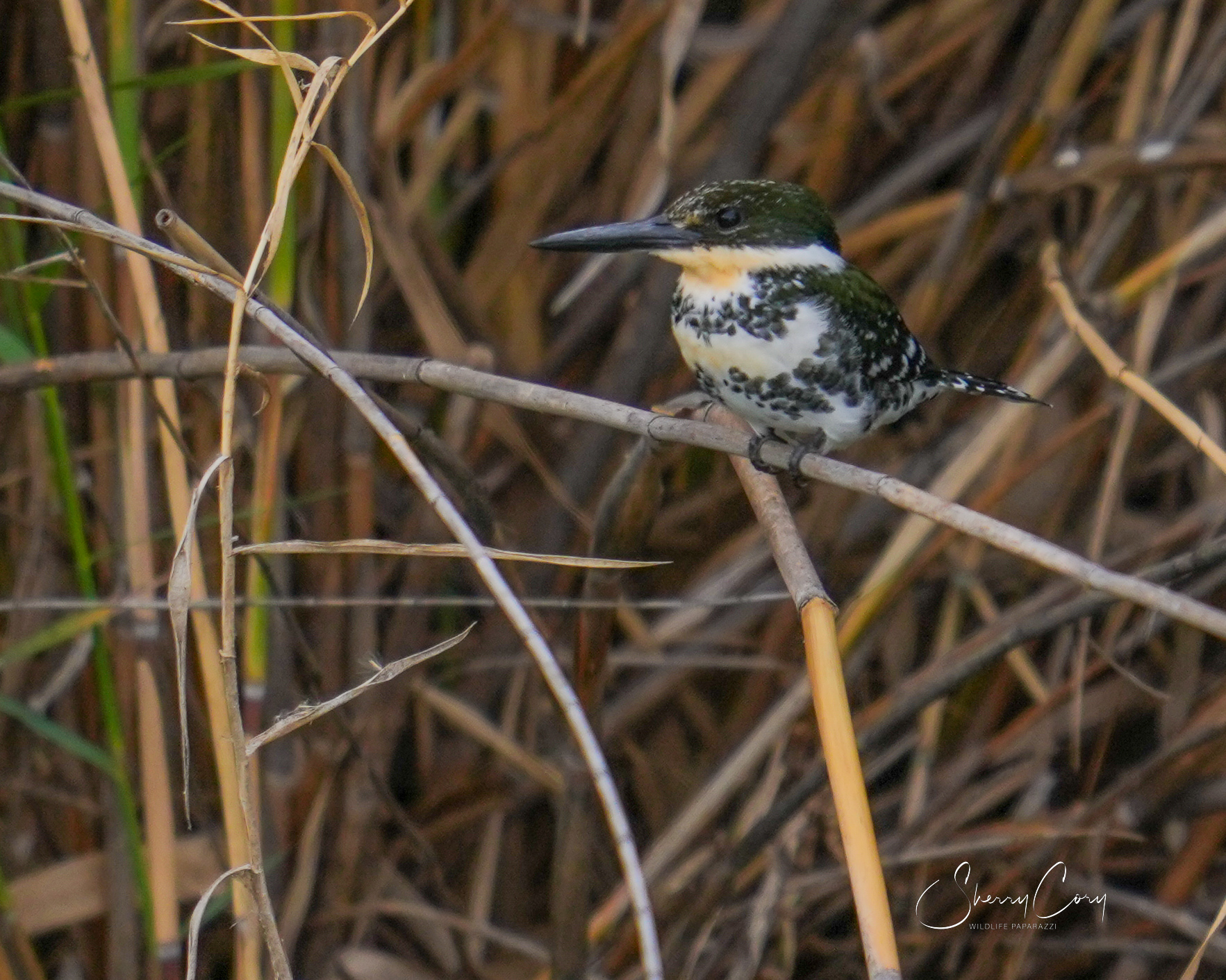 Green Kingfisher