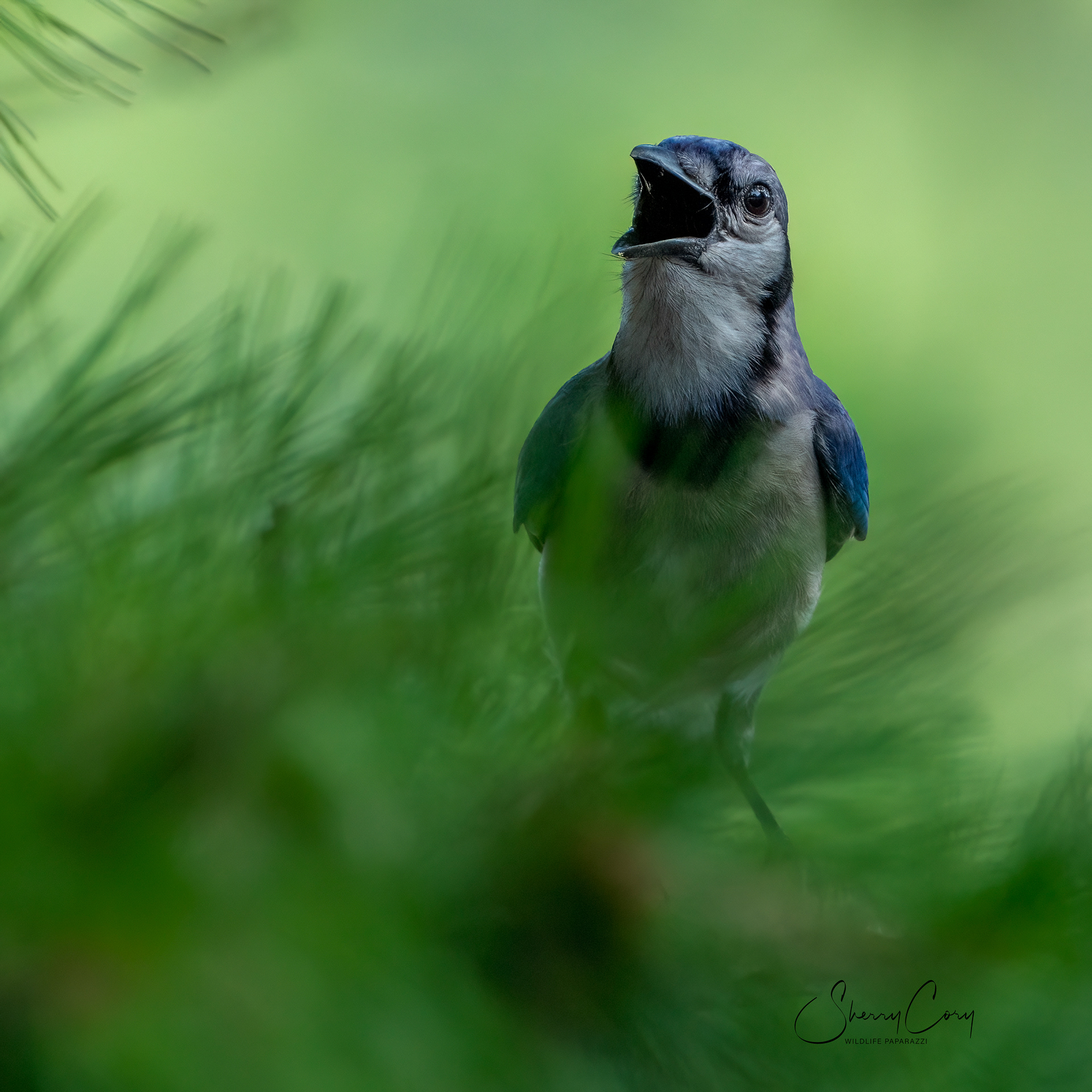 Blue Jay