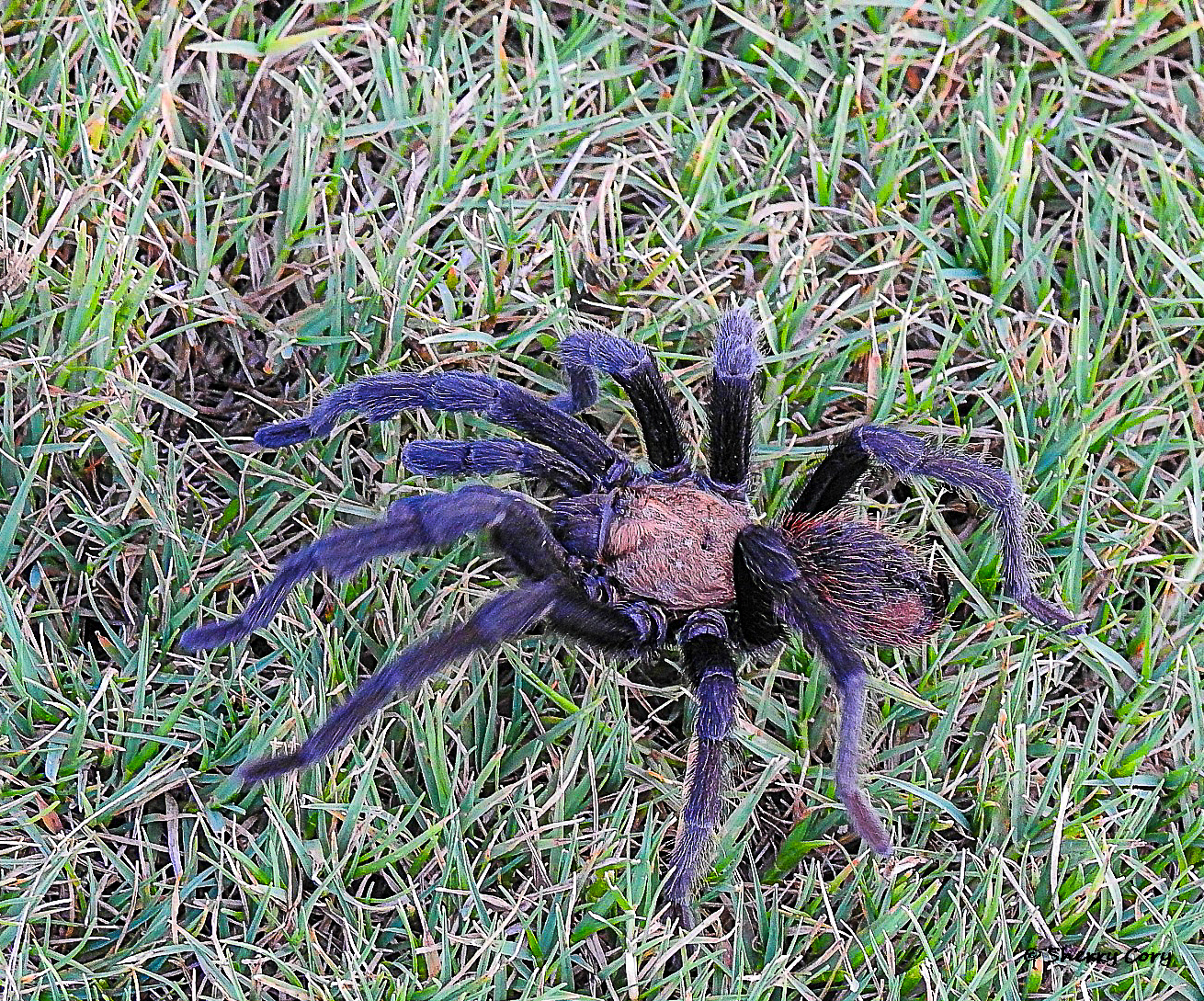 Texas Tan Tarantula
