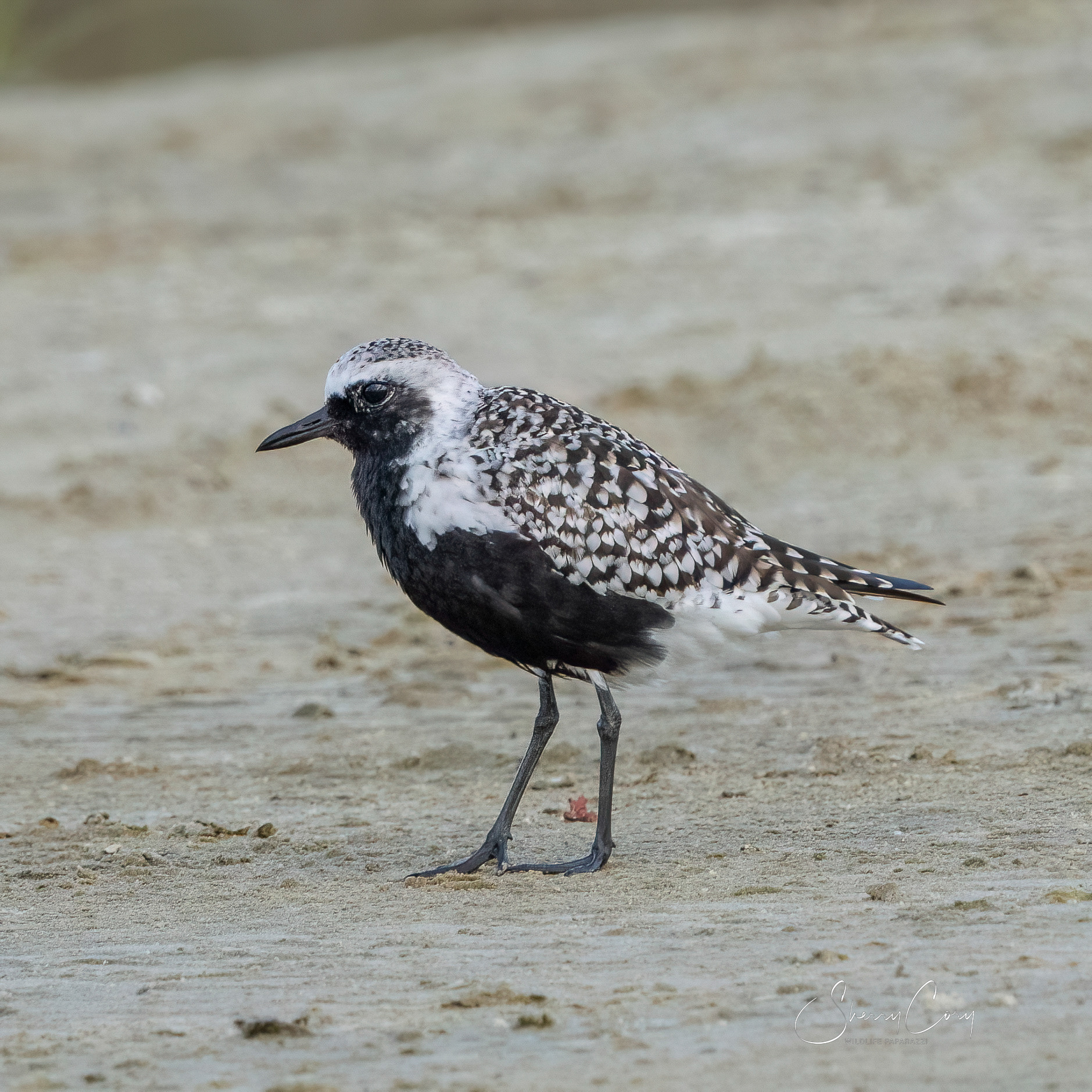 Black Bellied Plover