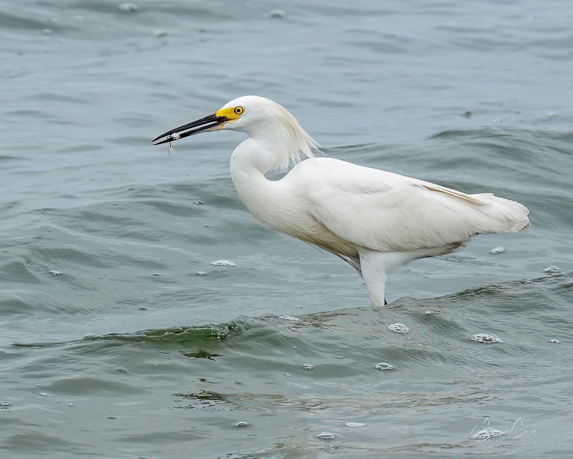 Snowy Egret (Egretta thula)