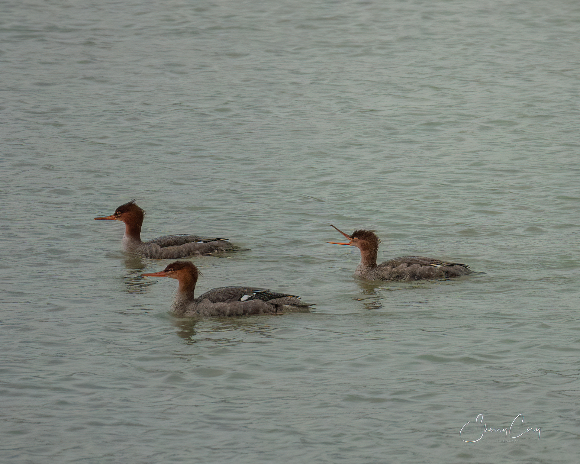 Red Breasted Merganser (Mergus serrator)