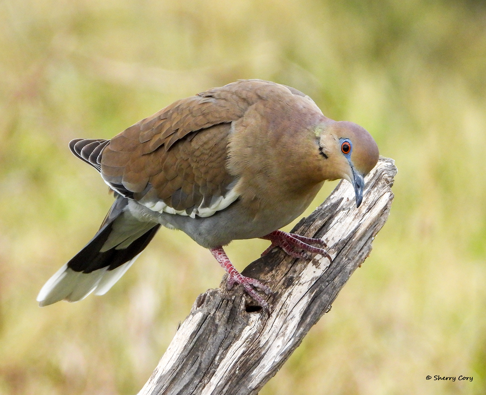 White Winged Dove (Zenaida asiatica)