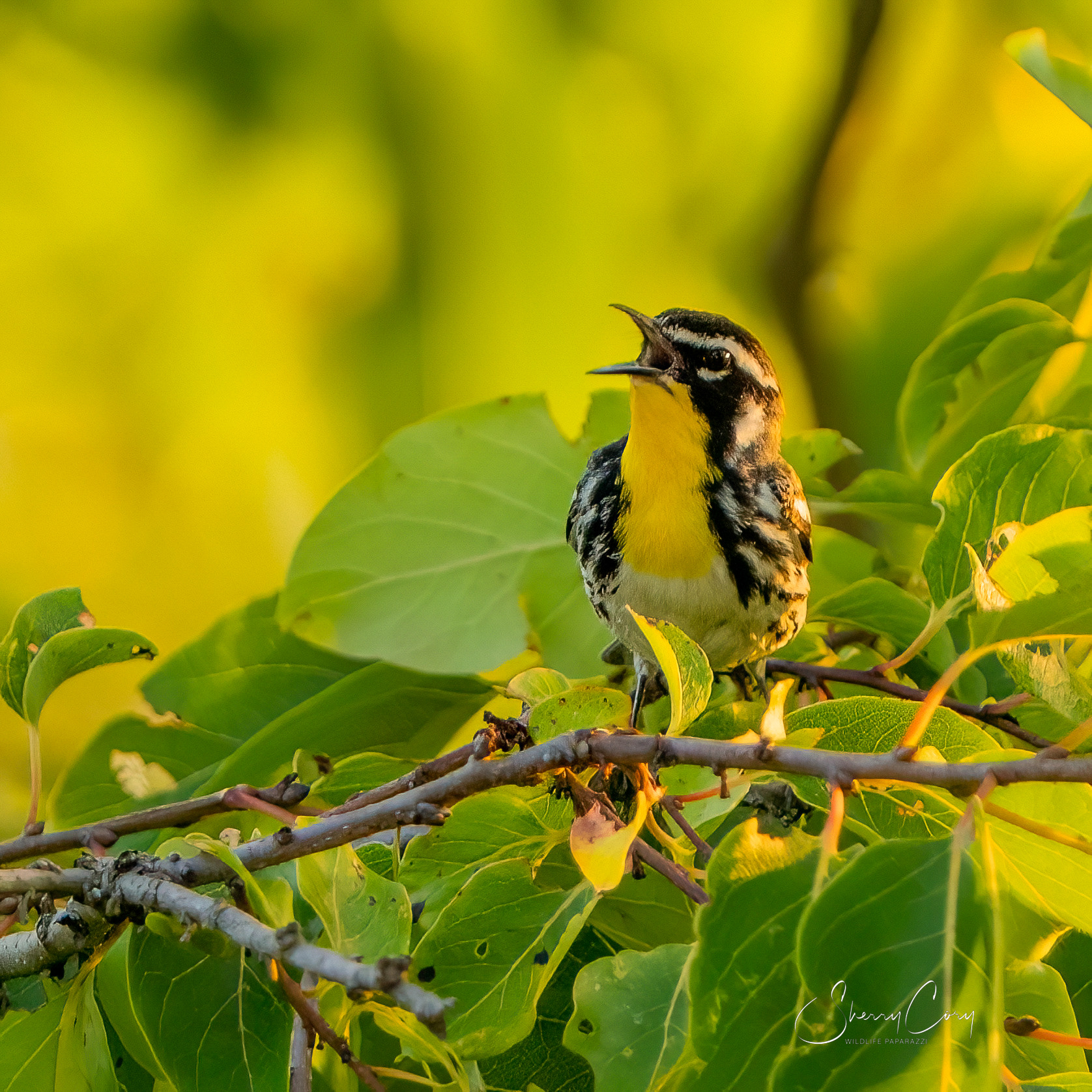 Yellow Throated Warbler