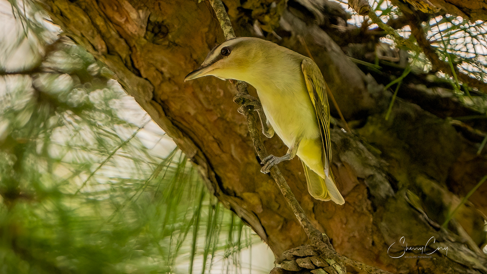 Red Eyed Vireo