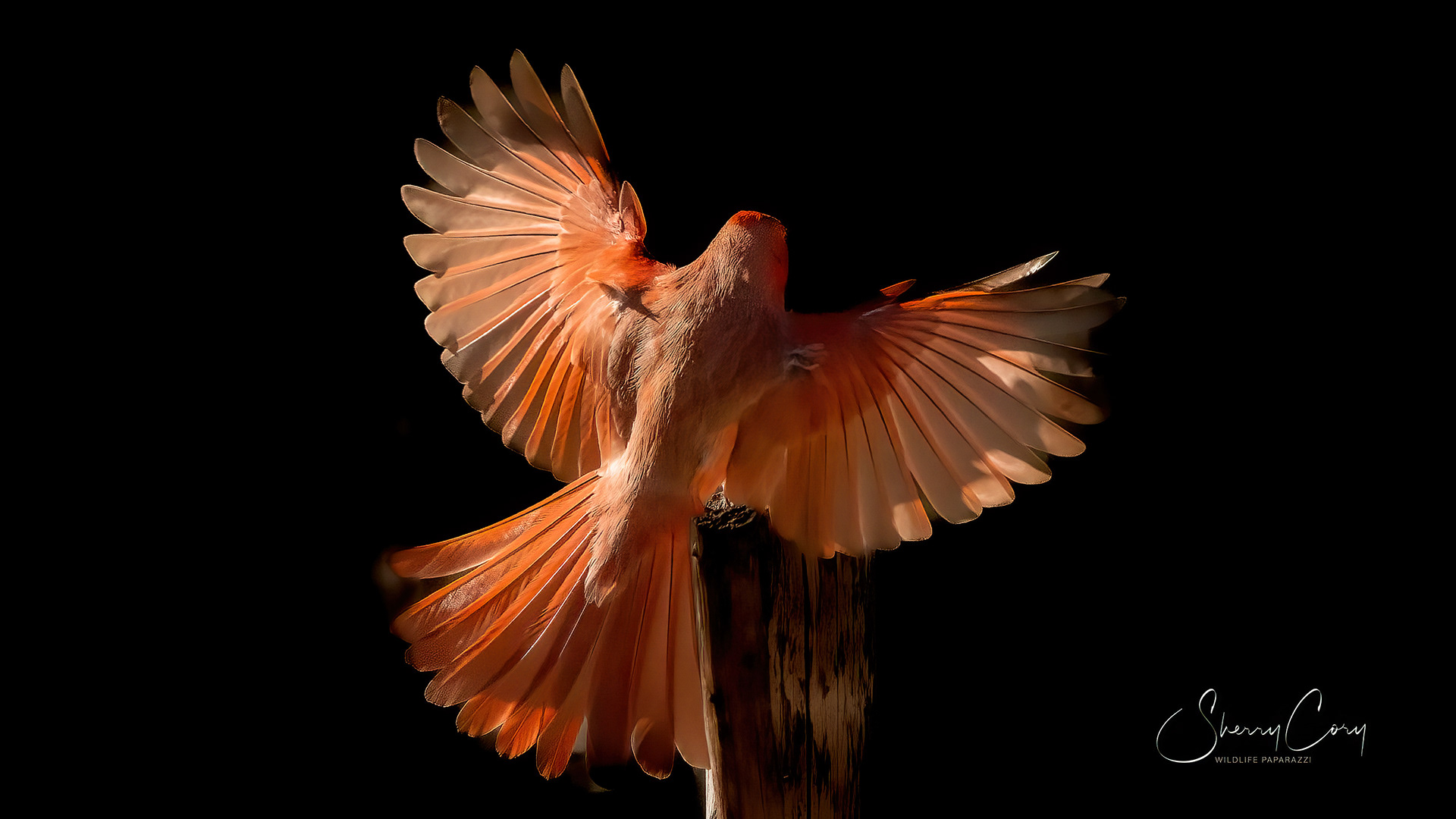 Like an angel 2/10