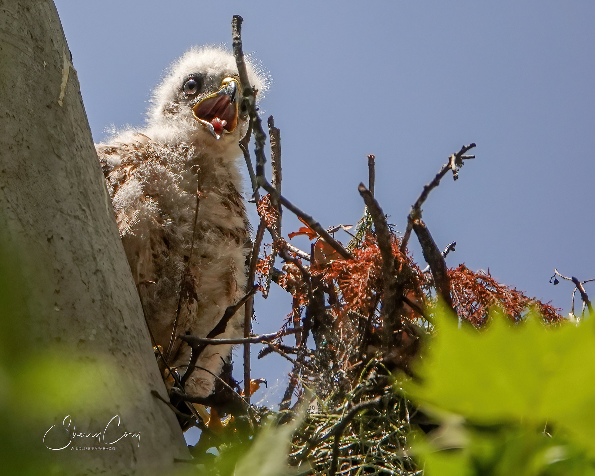 Baby Red Shouldered Hawk