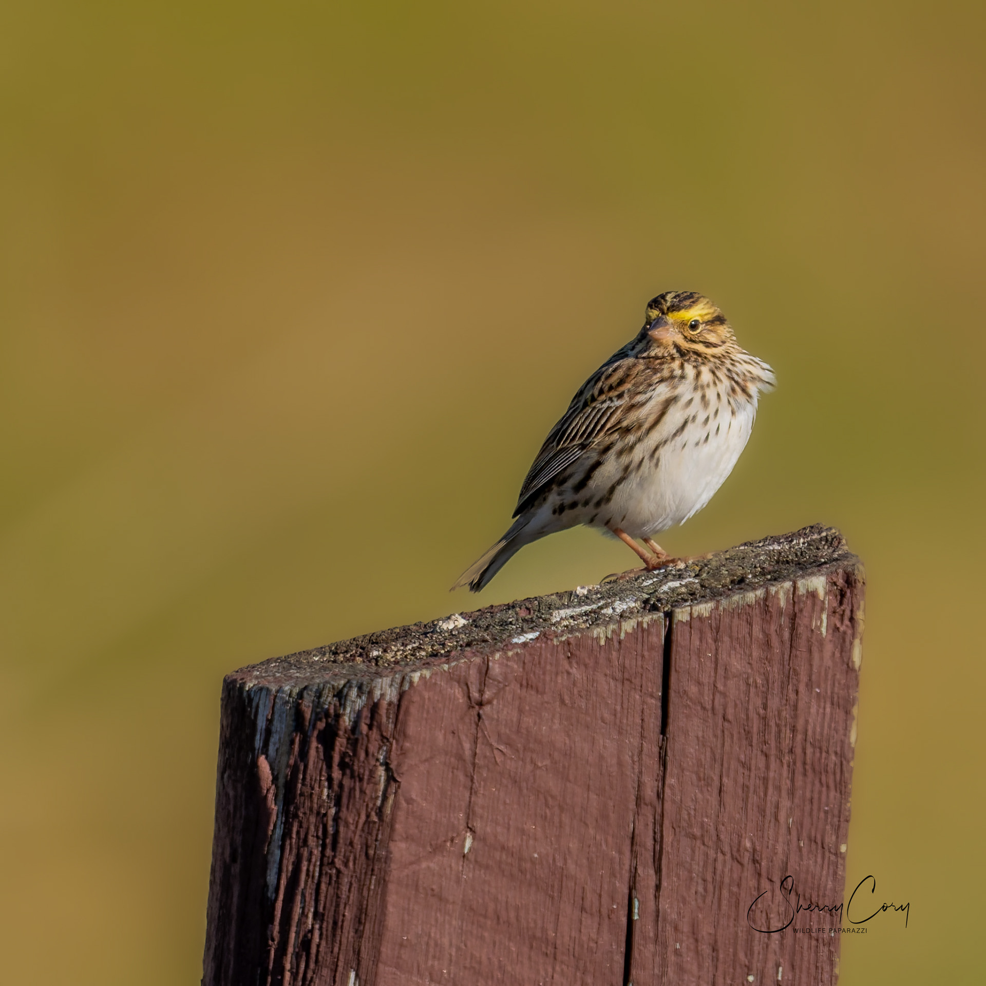 Savannah Sparrow (Passerculus sandwichensis)