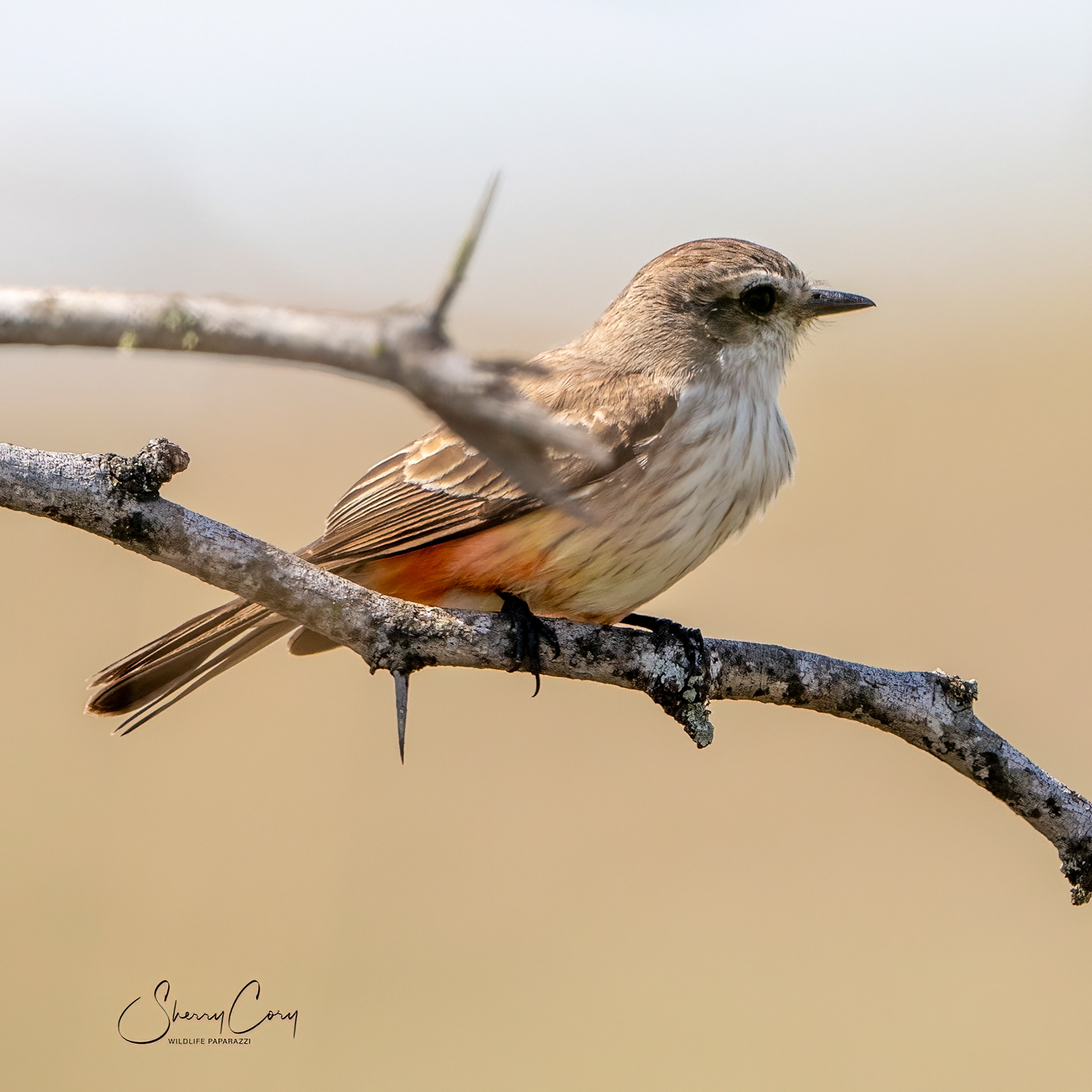 Female Vermillion Flycatcher