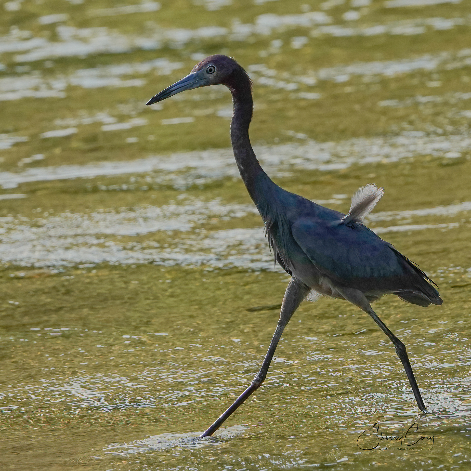 Little Blue Heron (Egretta caerulea)