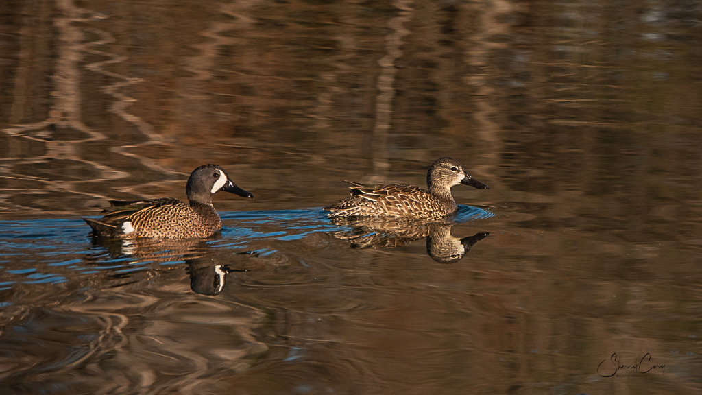 Blue Winged Teals (Spatula discors)