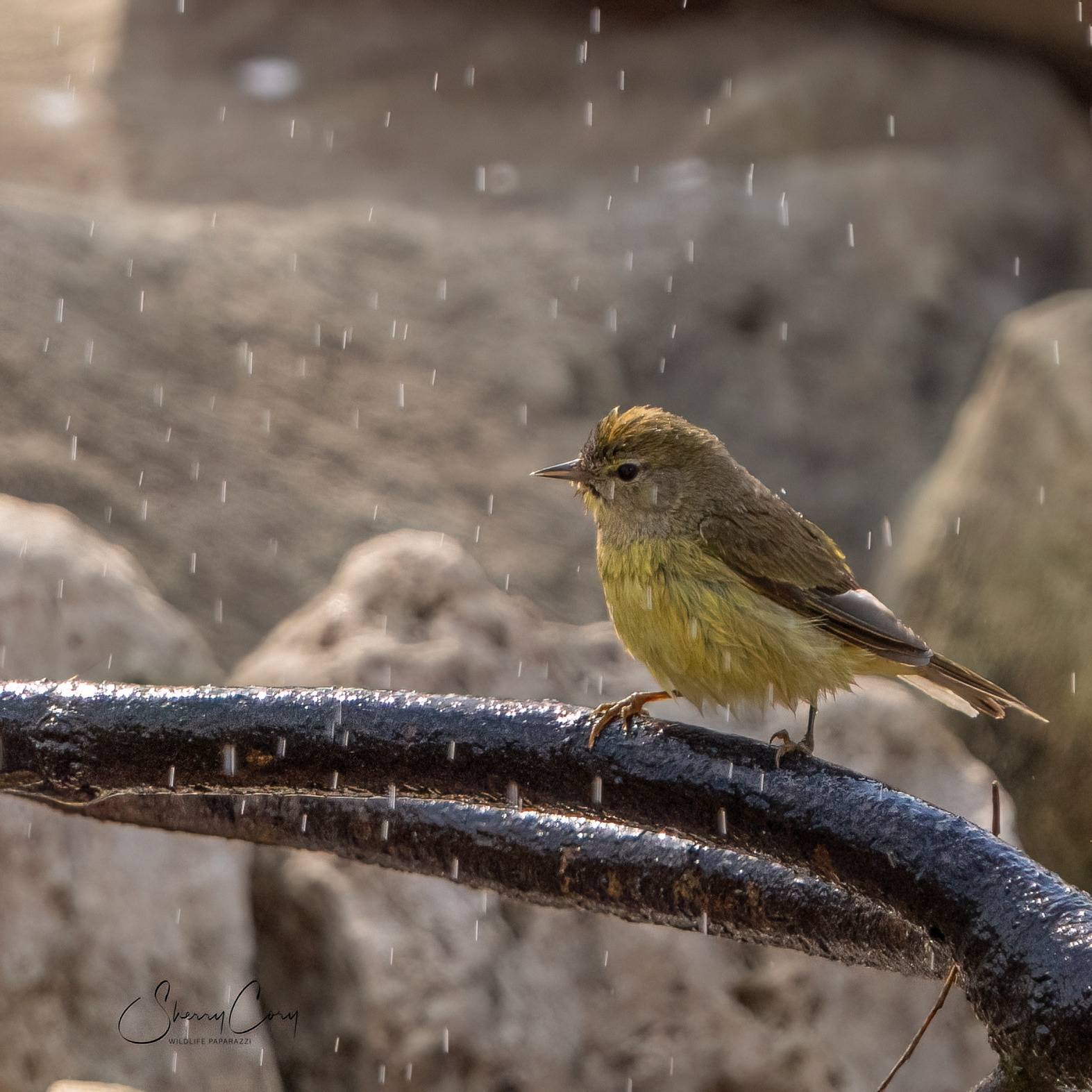 Orange Crowned Warbler