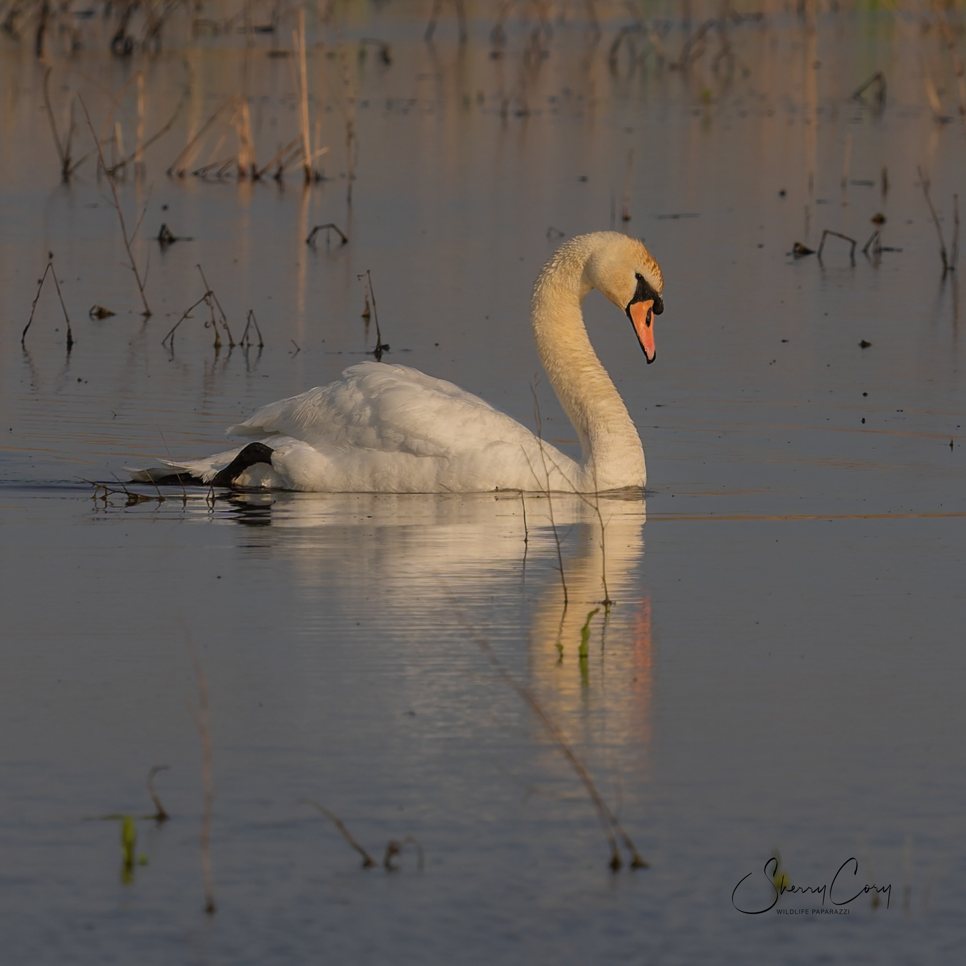 Mute Swan (Cygnus olor)