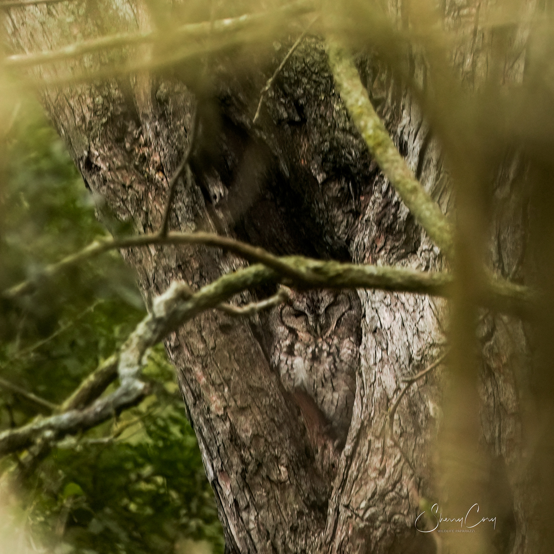 Eastern Screech Owl (Megascope asio)