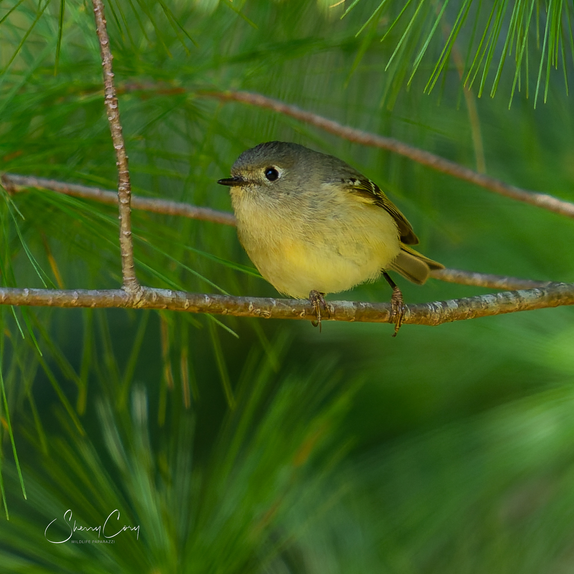 Ruby Crowned Kinglet