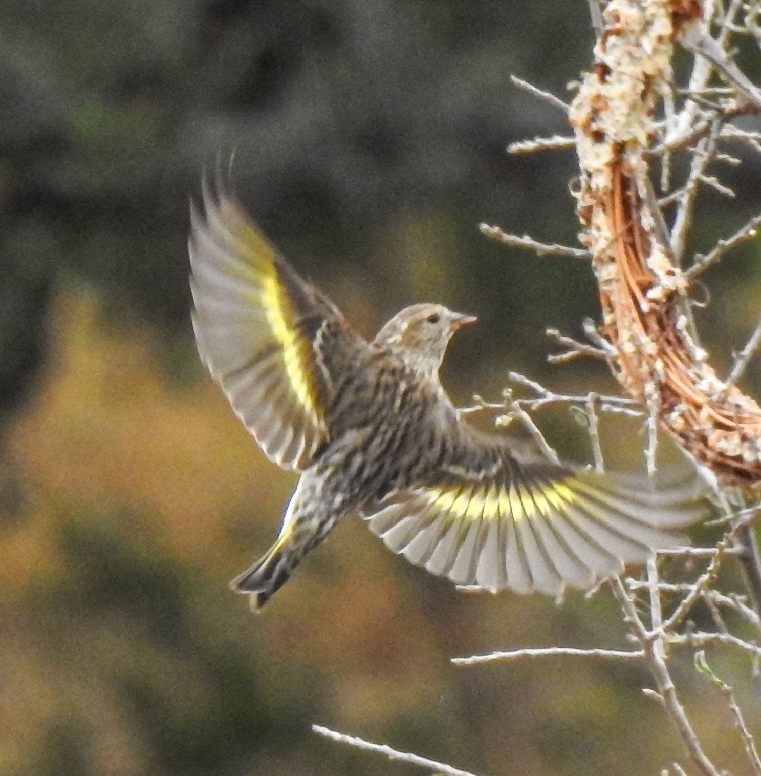 Pine Siskin (Spinus pinus)