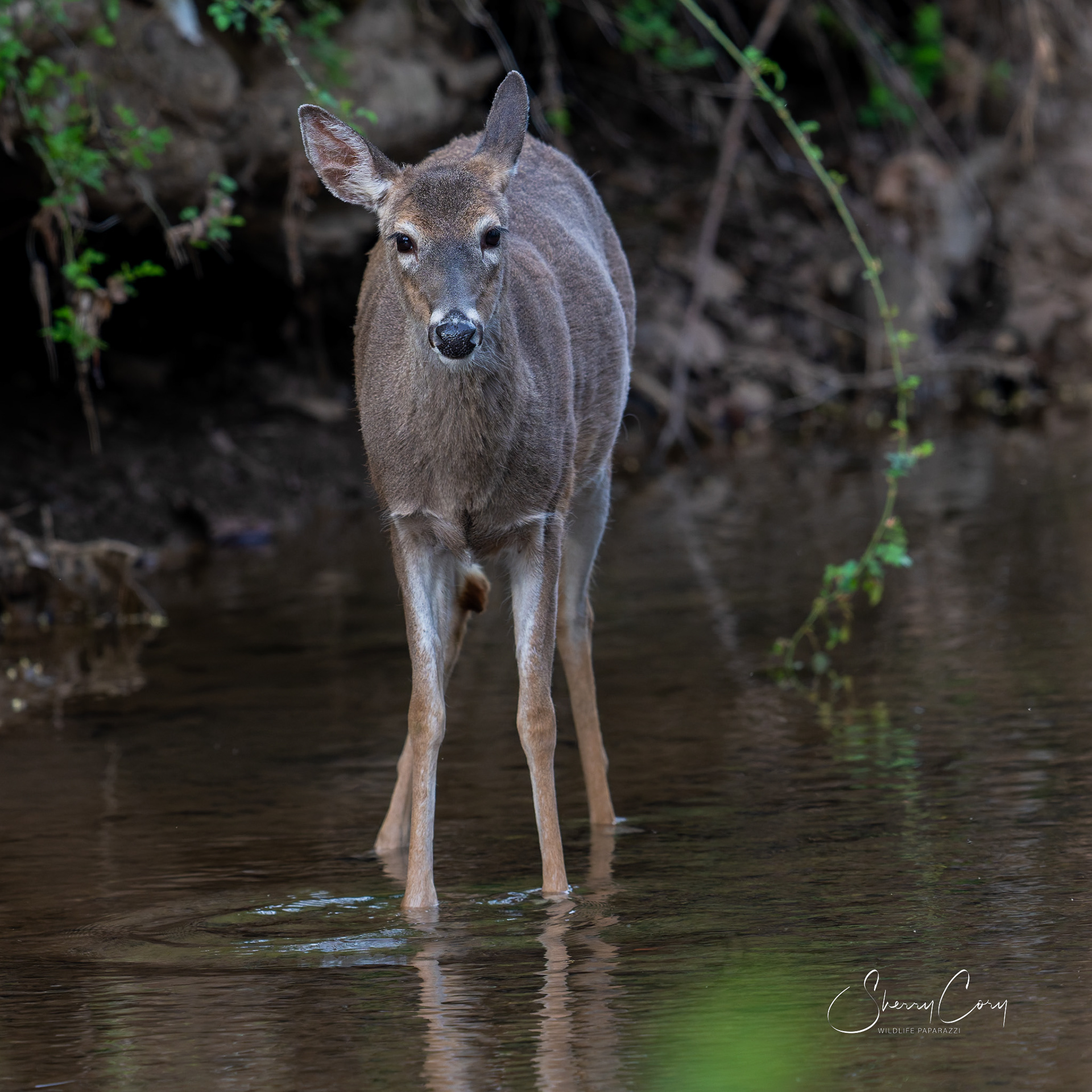 Whitetail Deer