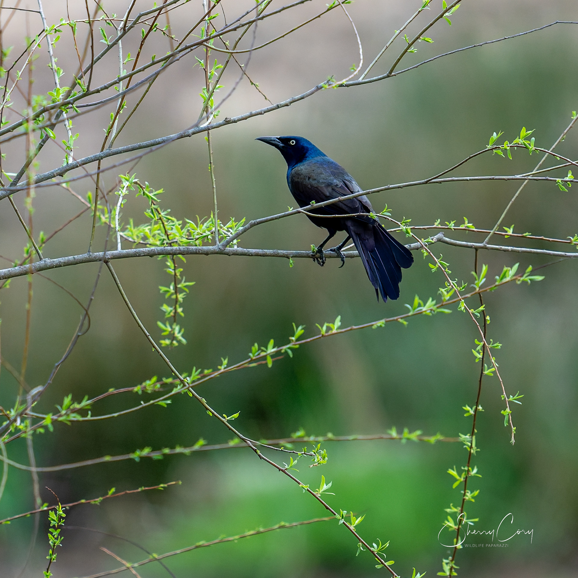 Common Grackle (Quiscalus quiscula)