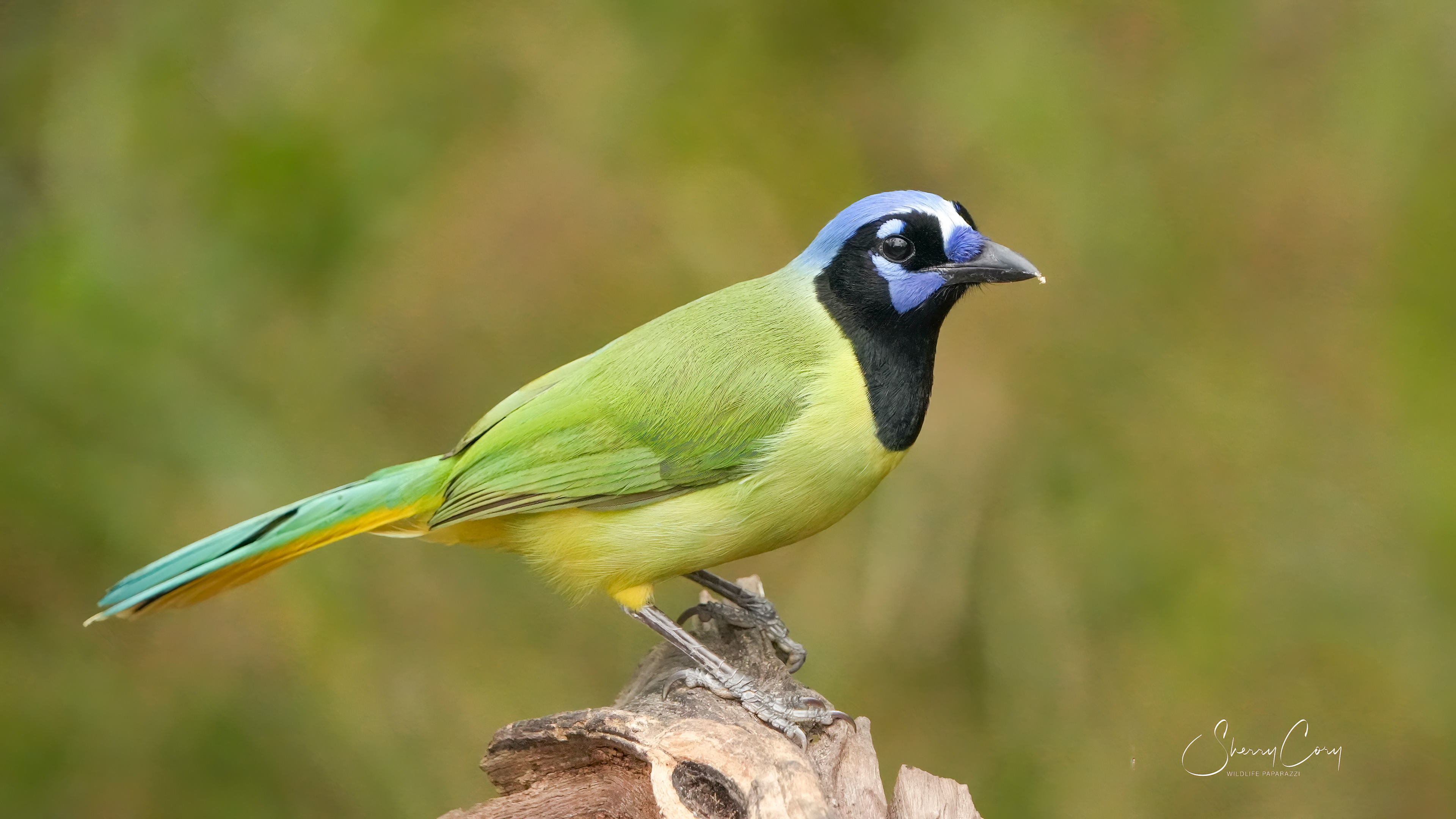 Green Jay (Cyanocorax yncas)