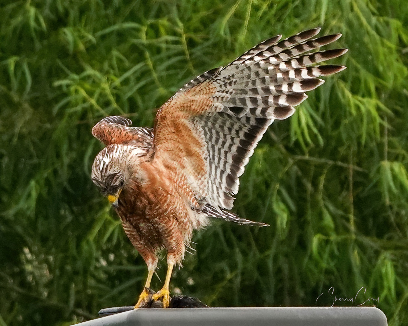 Red Shouldered Hawk (Buteo lineatus)