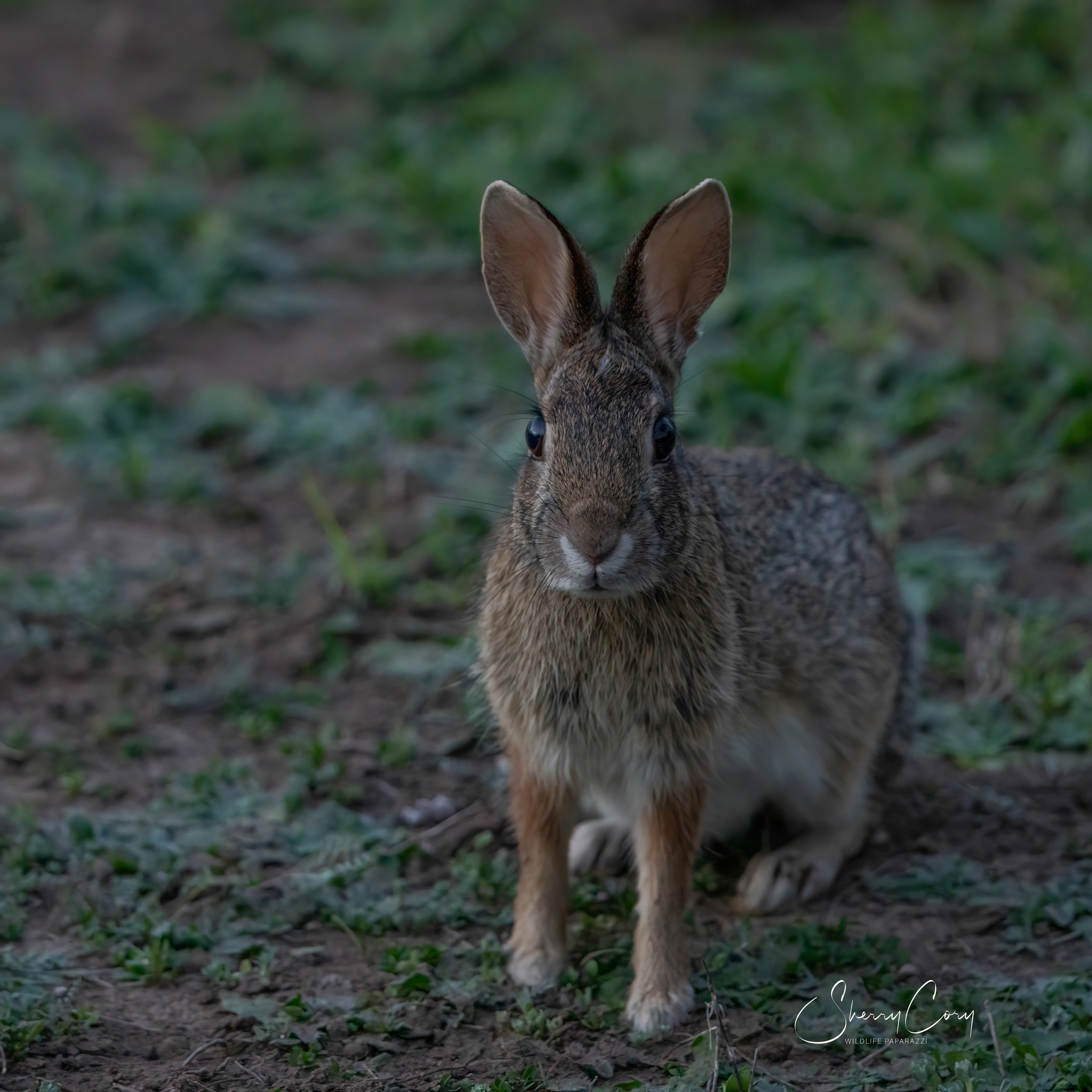 Eastern Cottontail