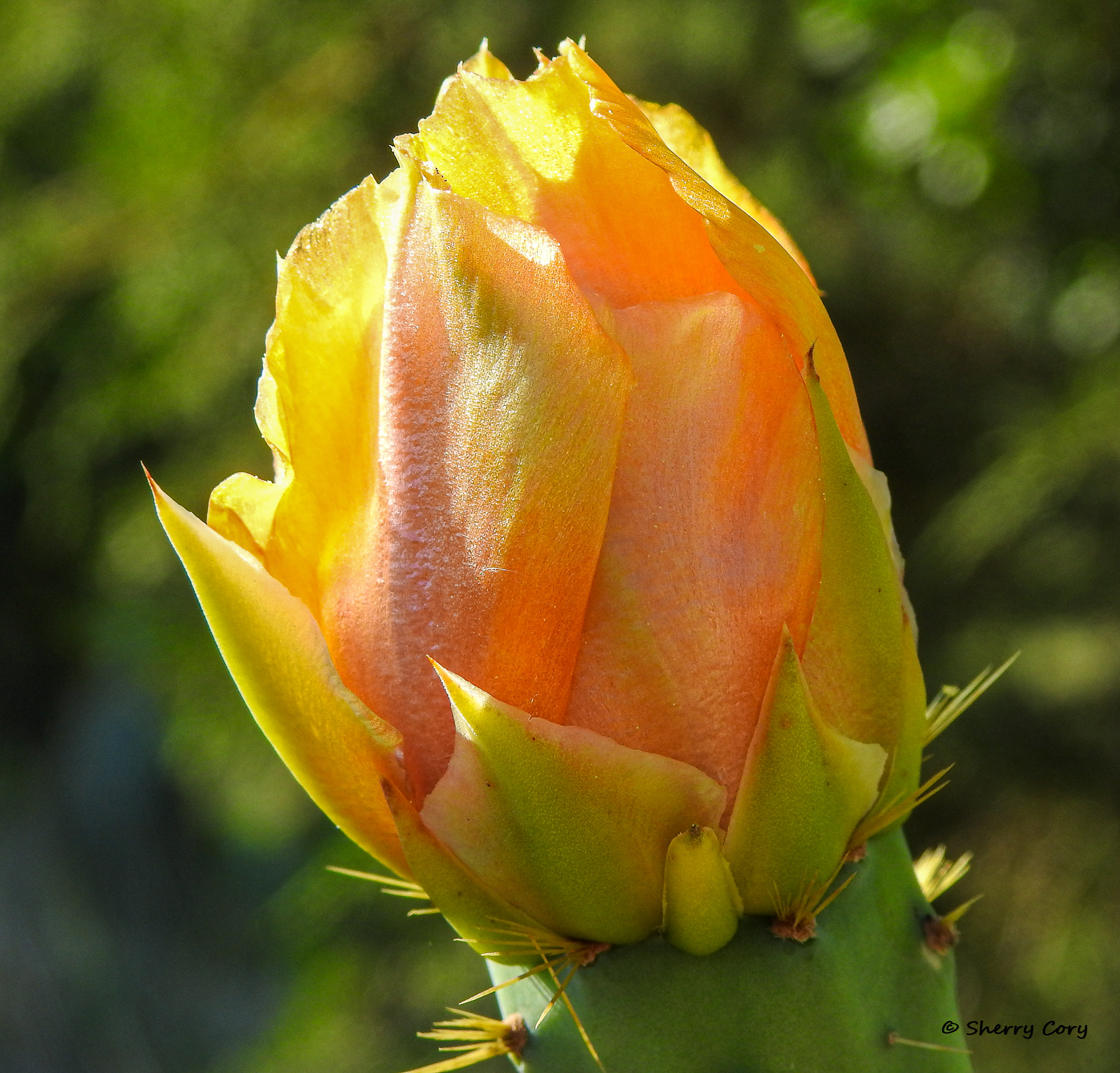 Prickly Pear