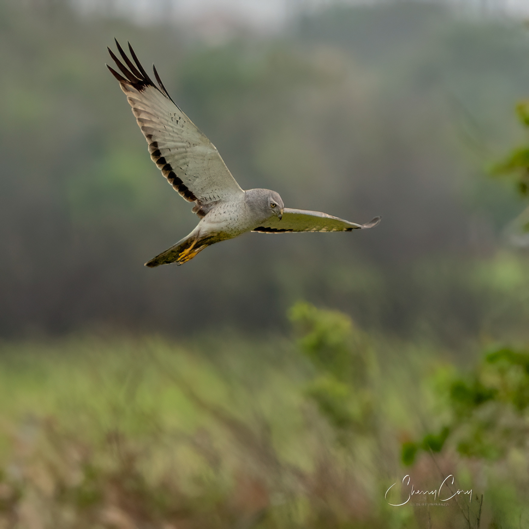 Northern Harrier