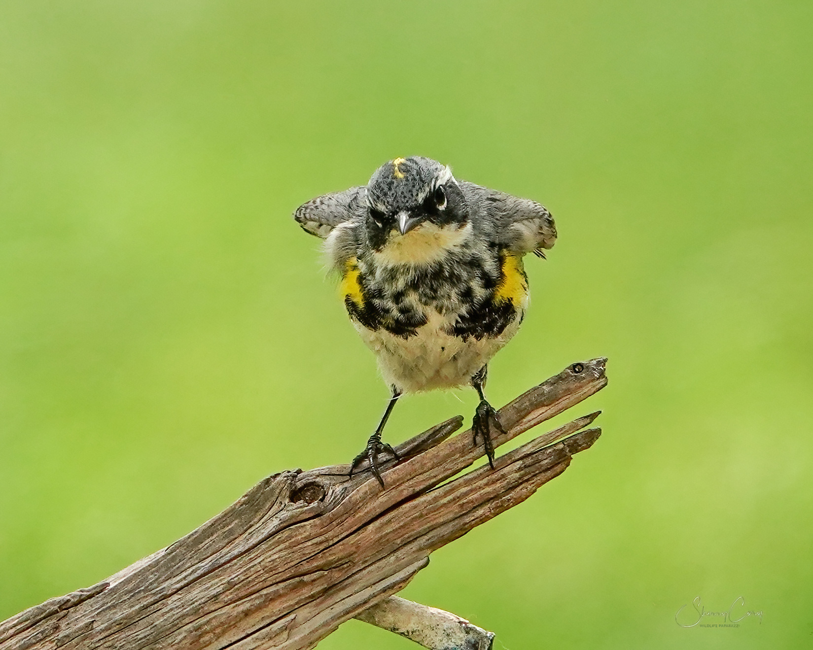 Yellow Rumped Warbler (Setophaga coronata)